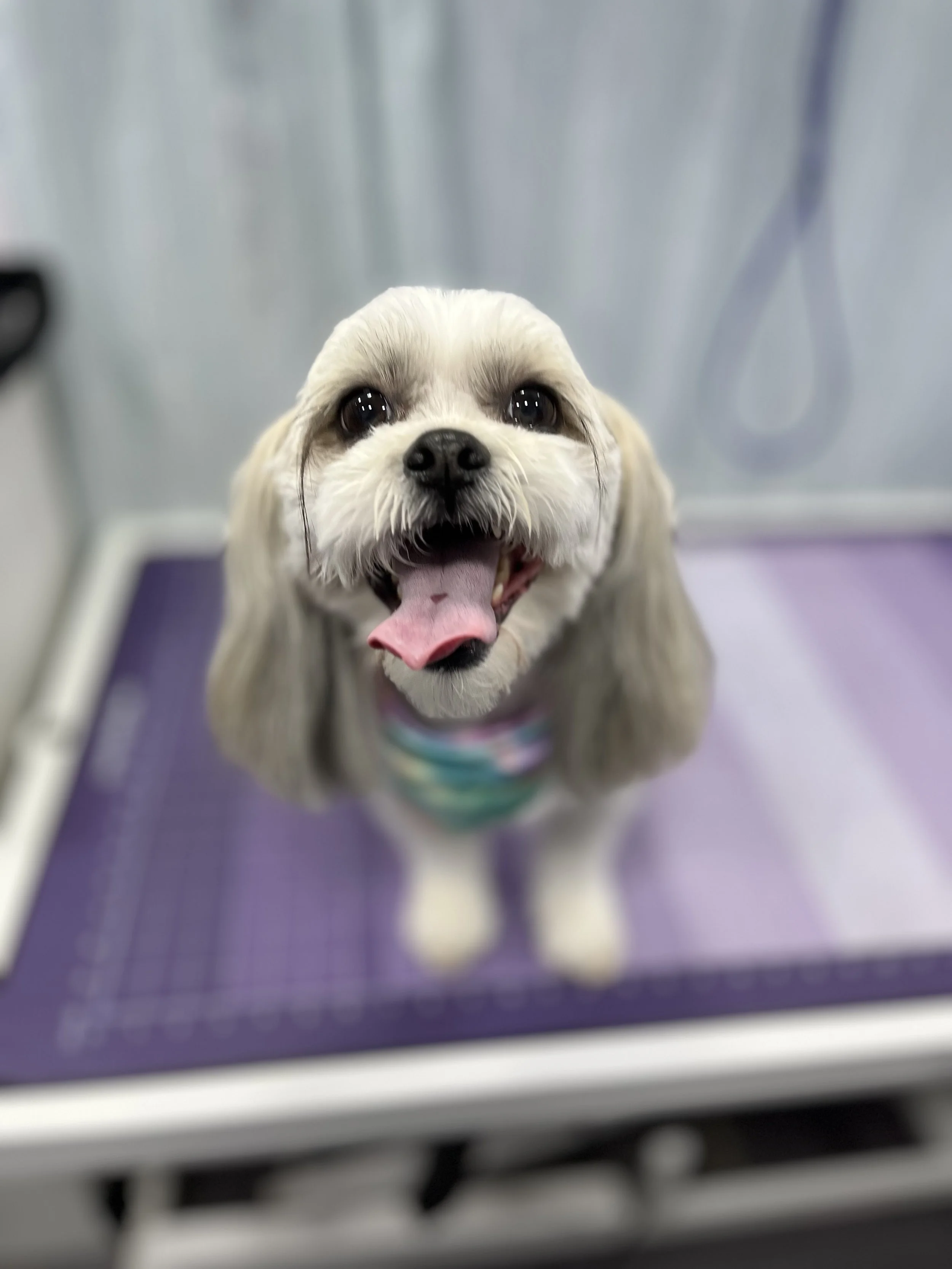 Suds and Pups Mobile Grooming Polaroid