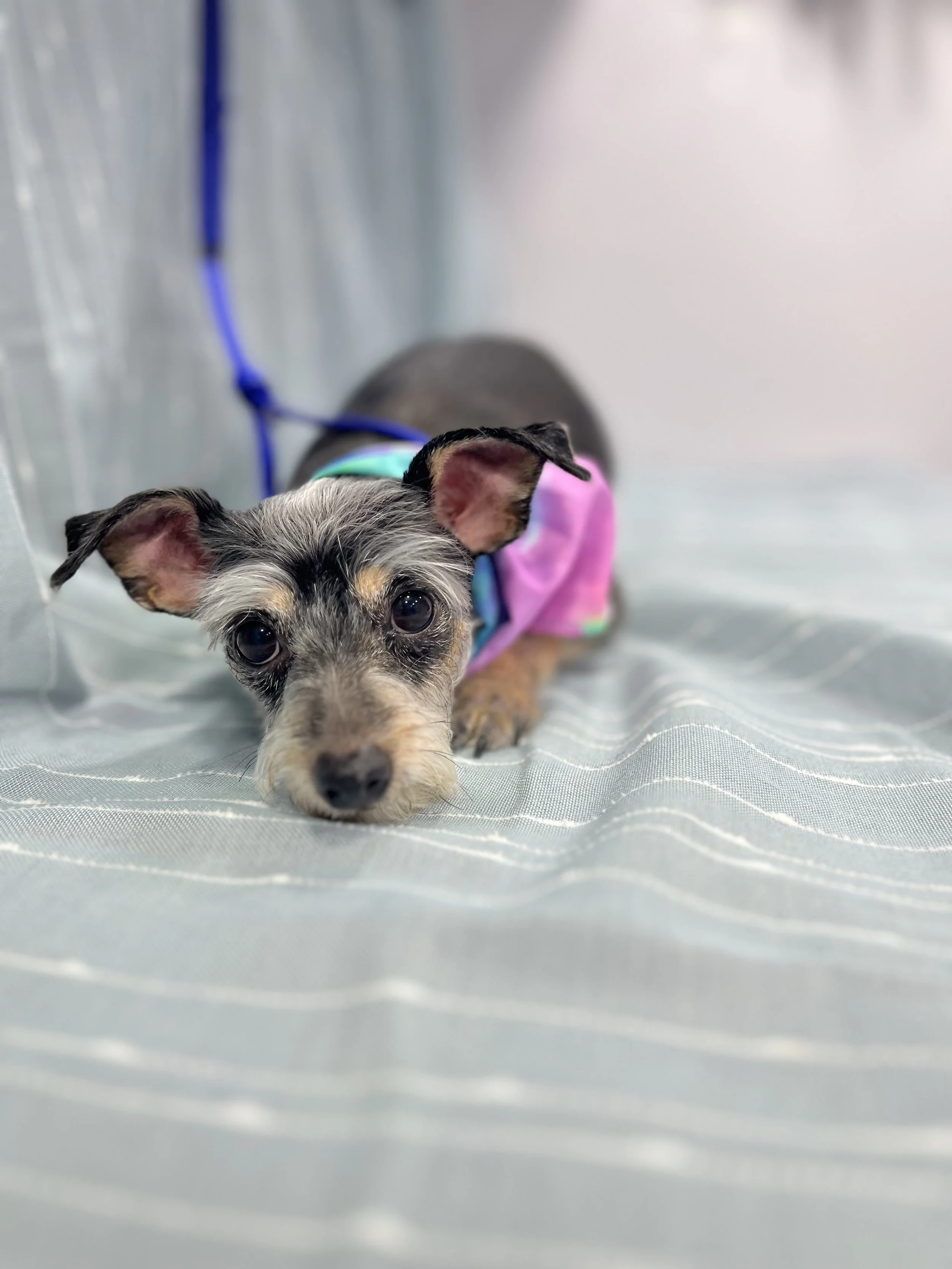 Suds and Pups Mobile Grooming Polaroid