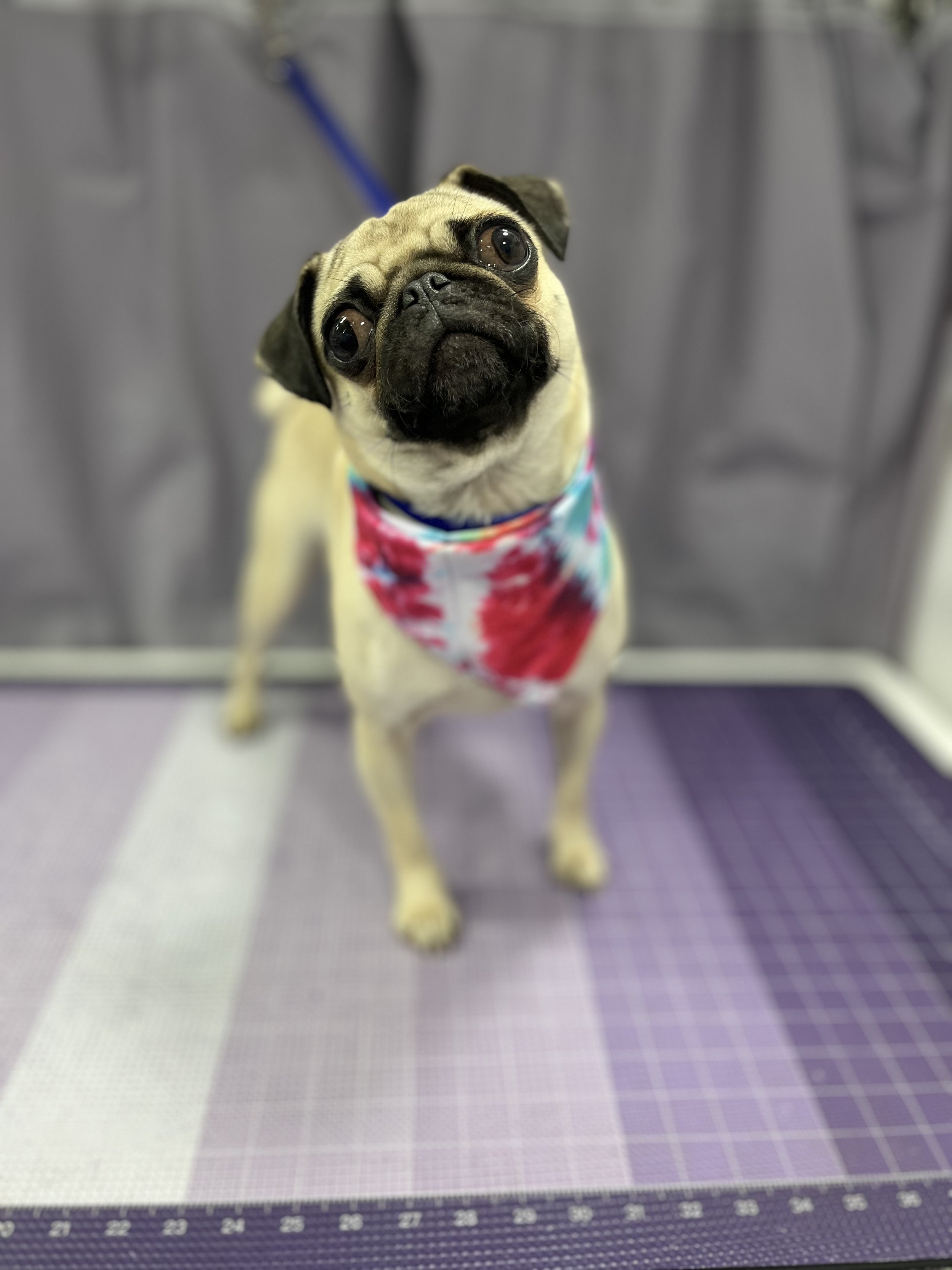 Suds and Pups Mobile Grooming Polaroid