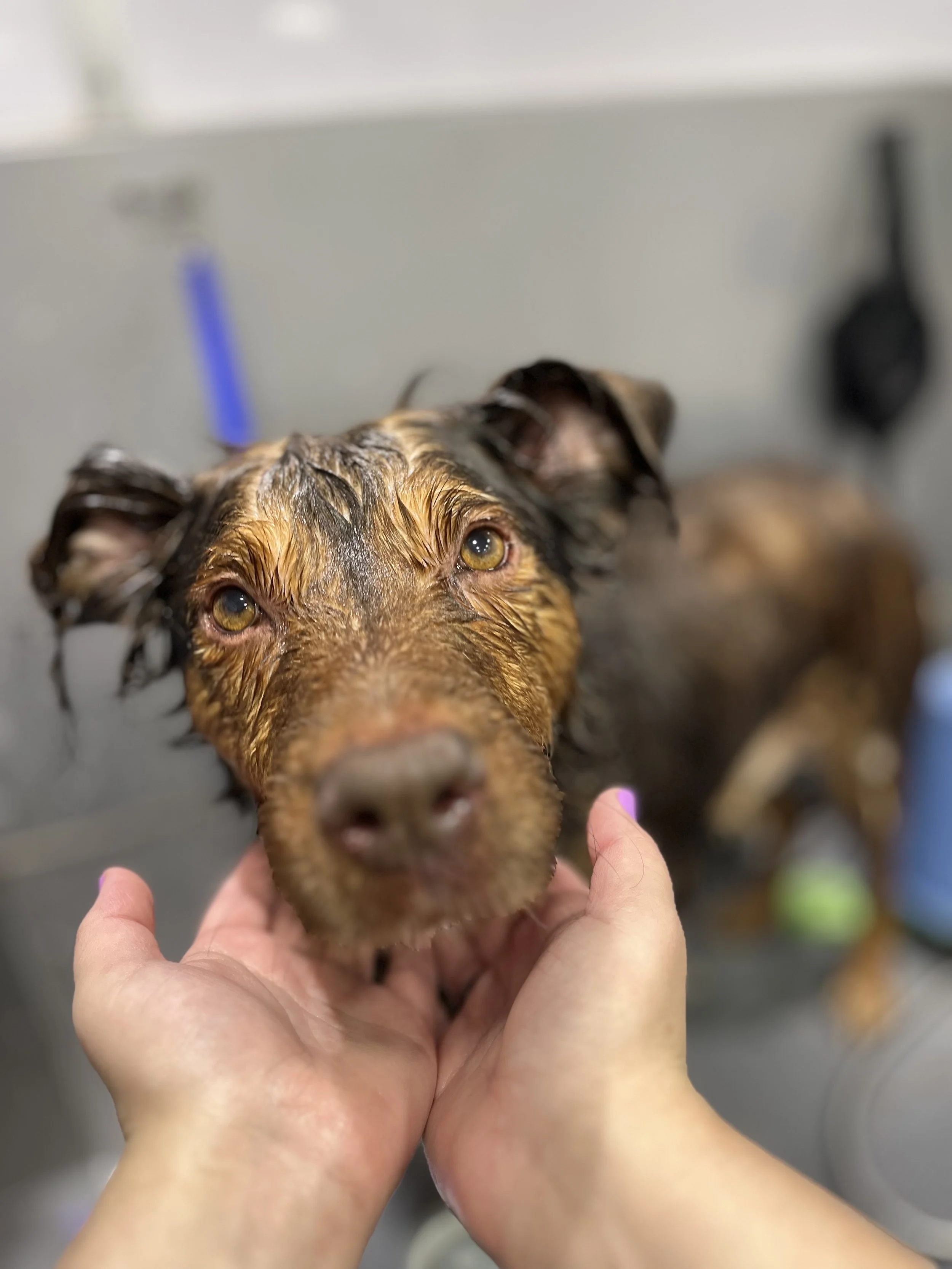 Suds and Pups Mobile Grooming Polaroid