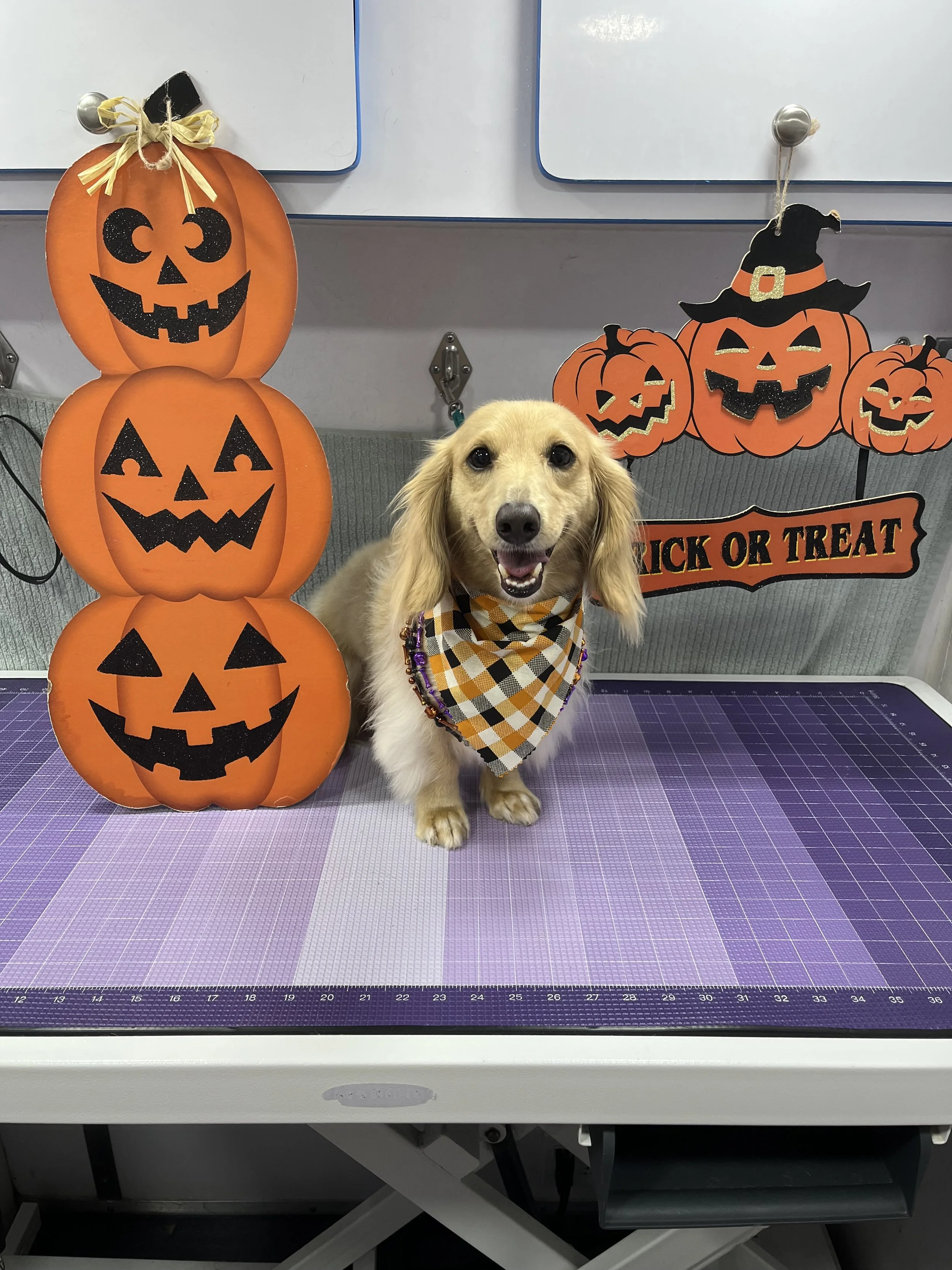 Suds and Pups Mobile Grooming Polaroid