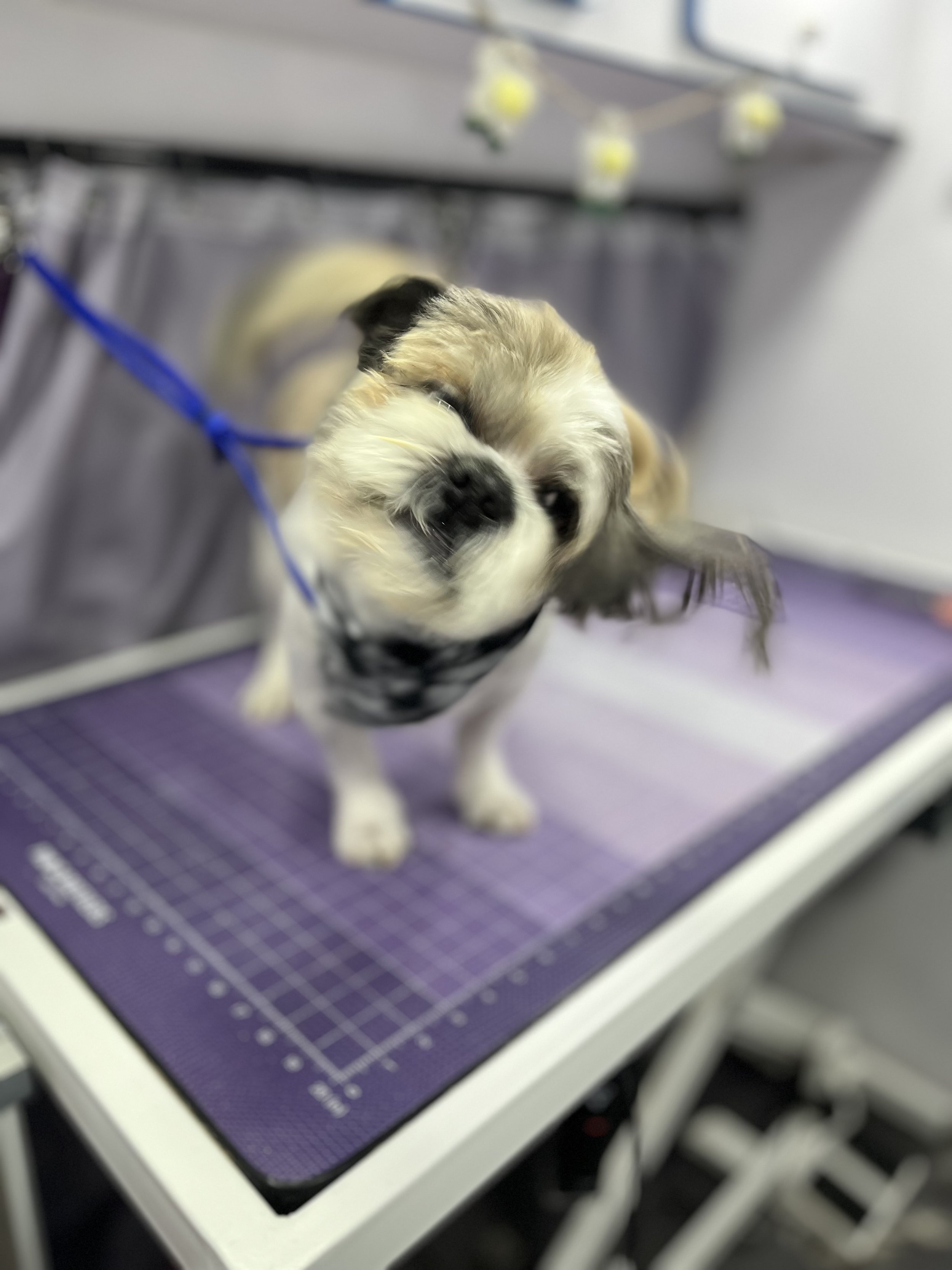 Suds and Pups Mobile Grooming Polaroid