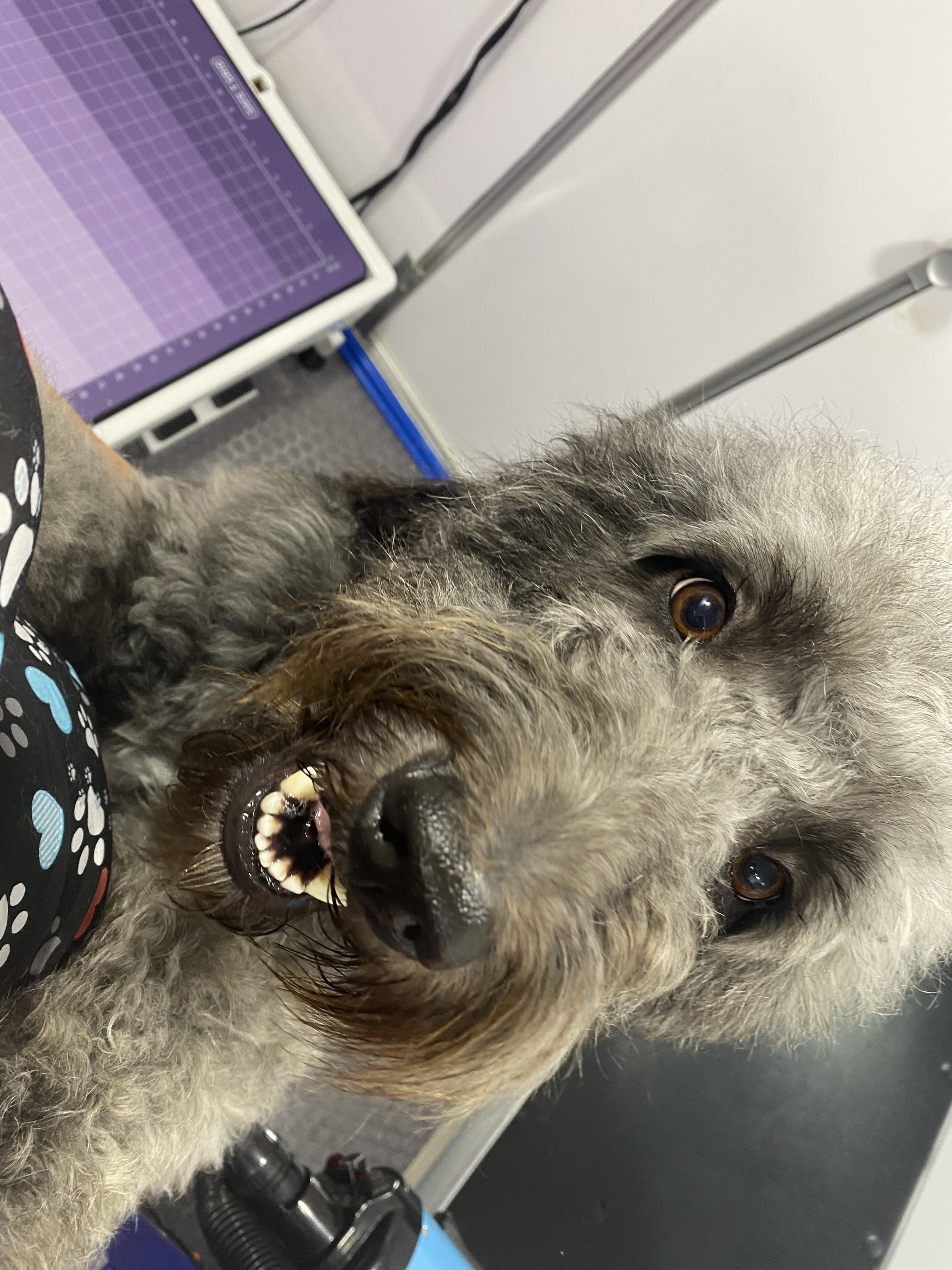 Suds and Pups Mobile Grooming Polaroid