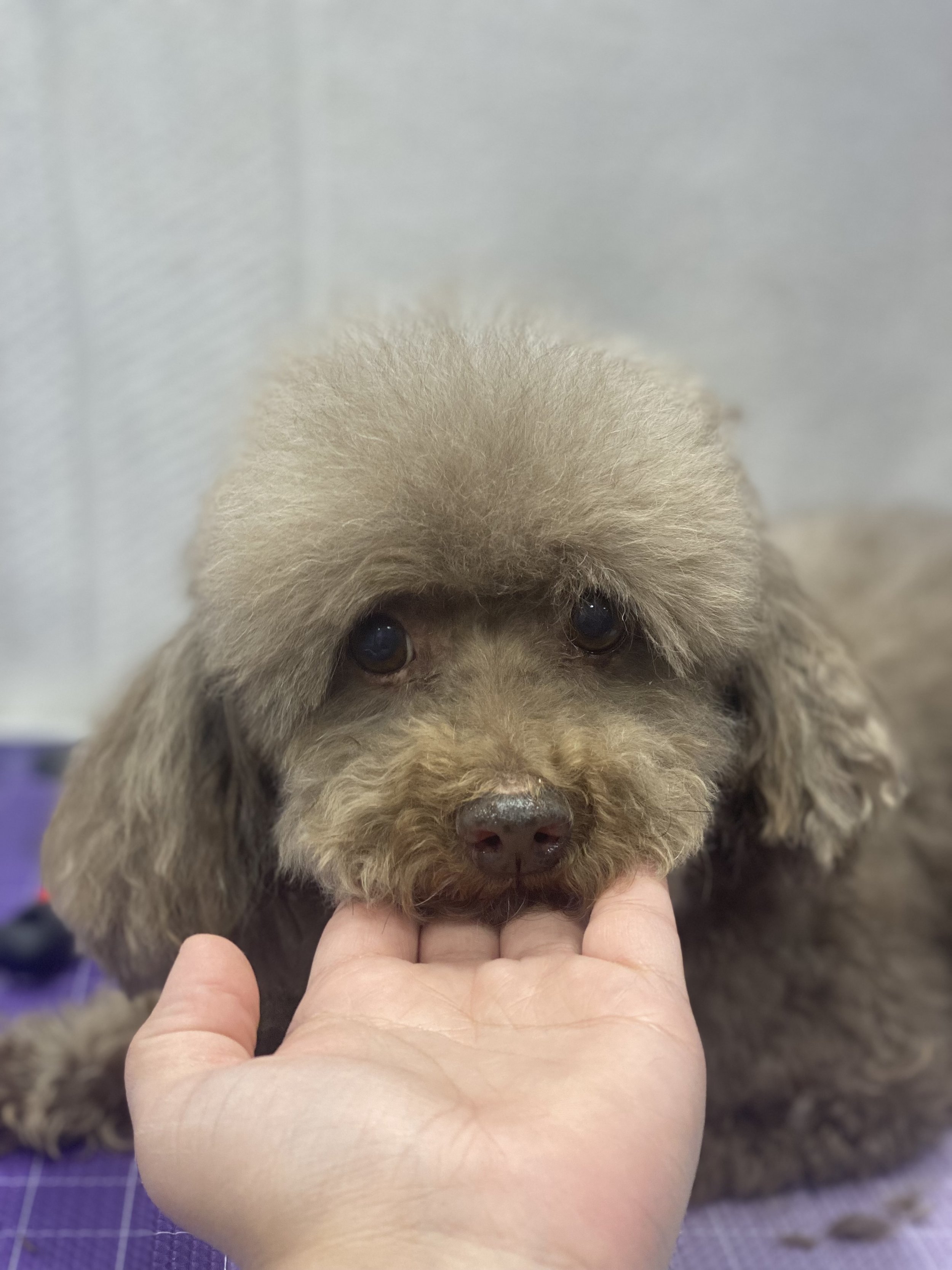 Suds and Pups Mobile Grooming Polaroid