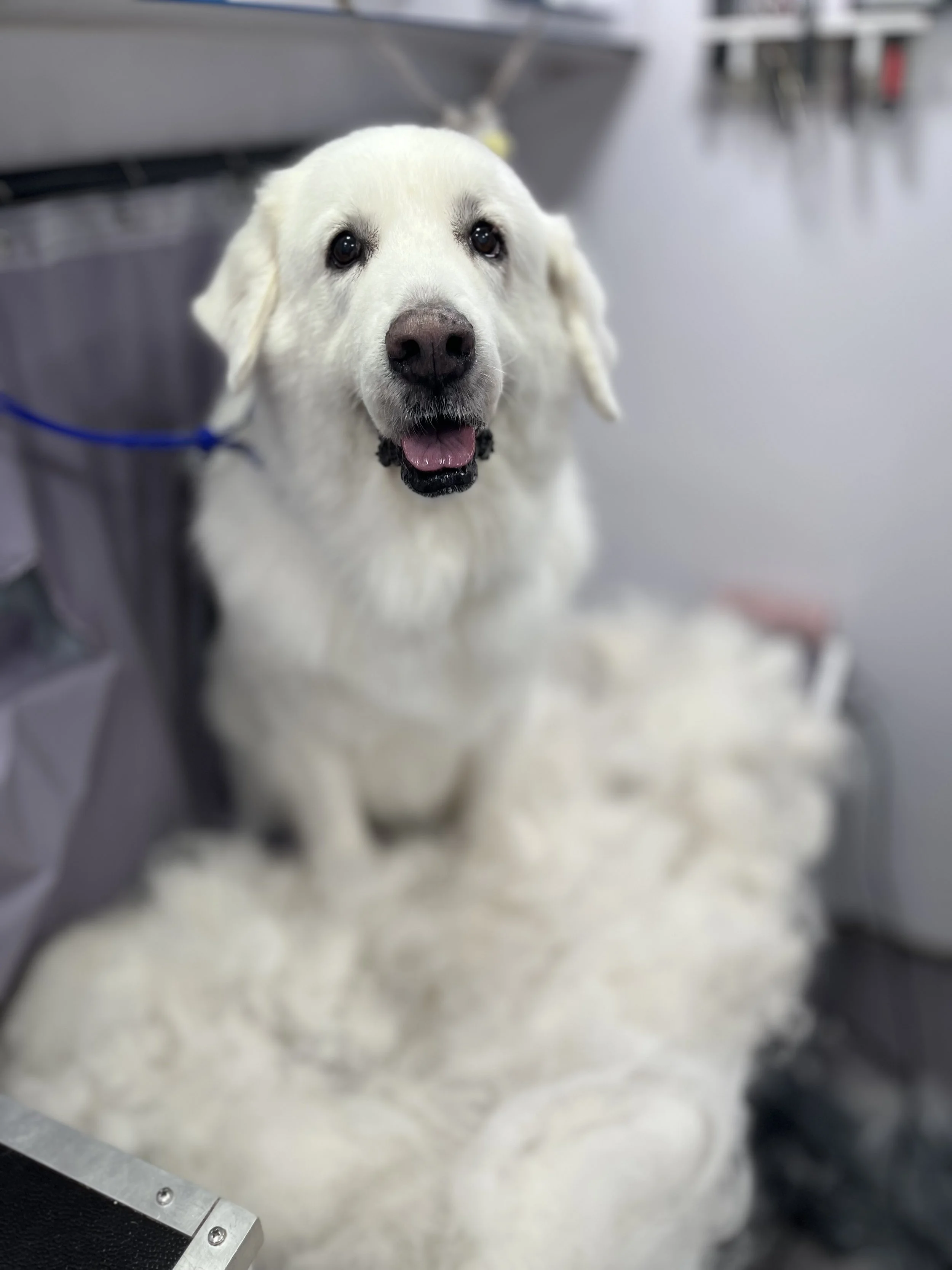 Suds and Pups Mobile Grooming Polaroid