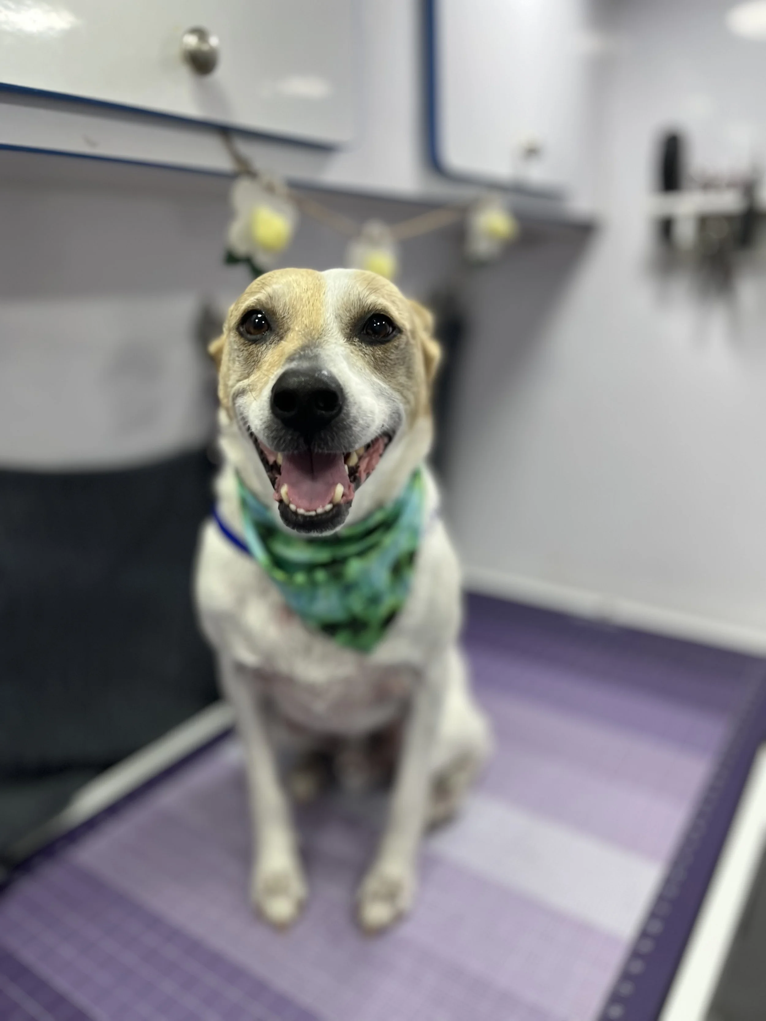Suds and Pups Mobile Grooming Polaroid