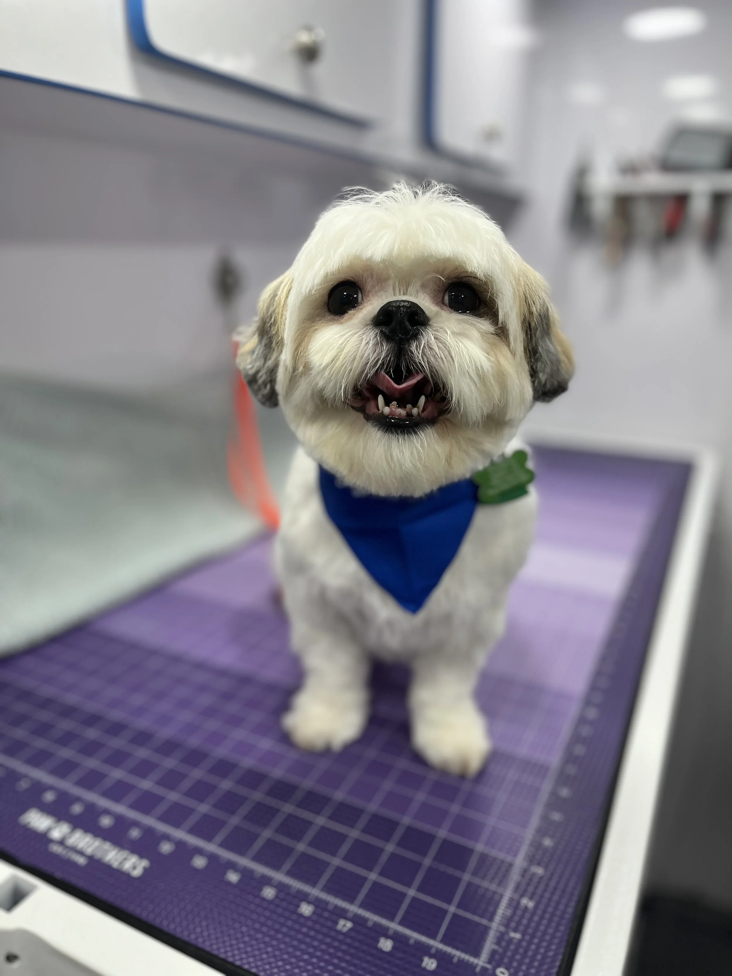 Suds and Pups Mobile Grooming Polaroid