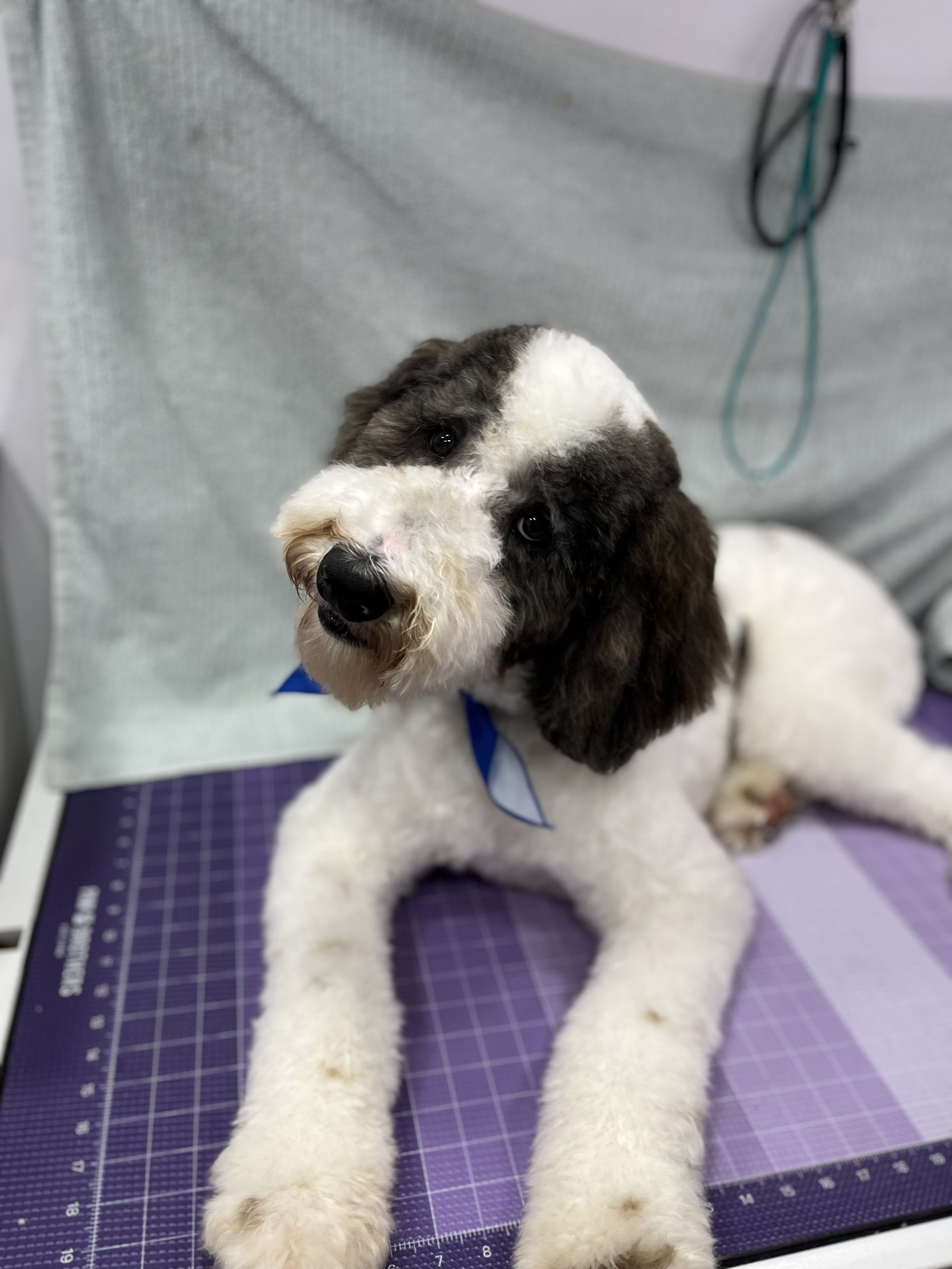 Suds and Pups Mobile Grooming Polaroid