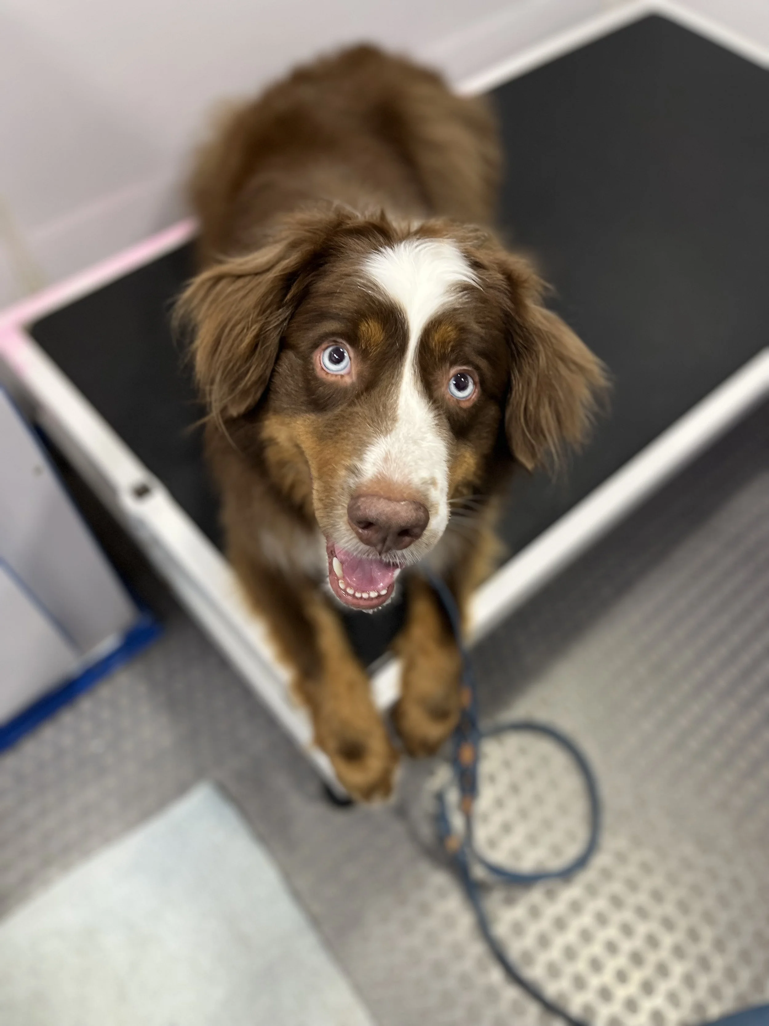 Suds and Pups Mobile Grooming Polaroid