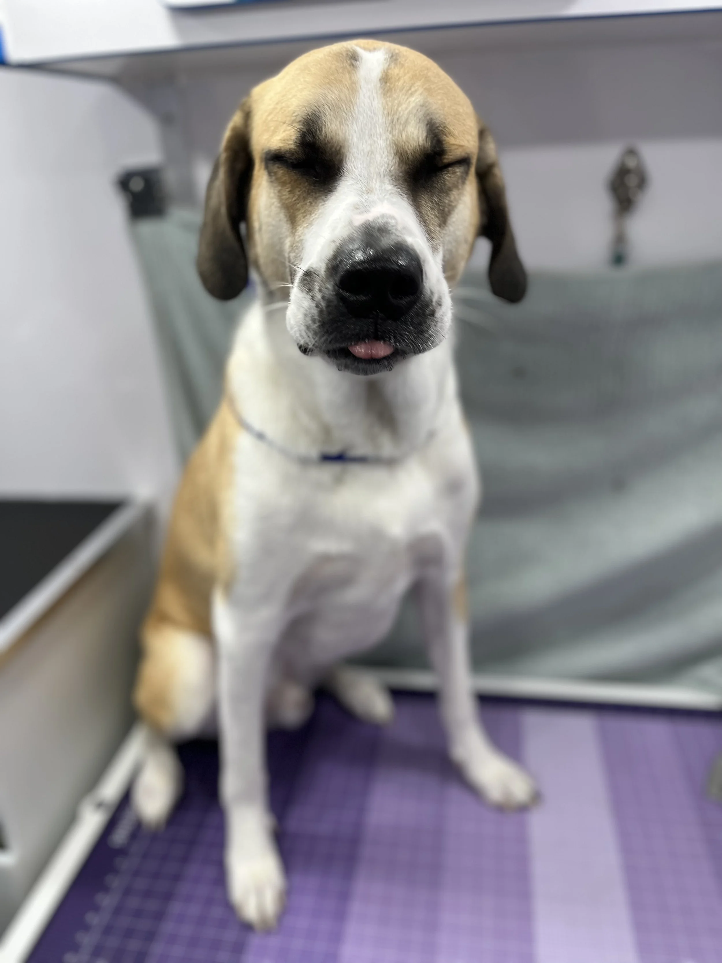 Suds and Pups Mobile Grooming Polaroid