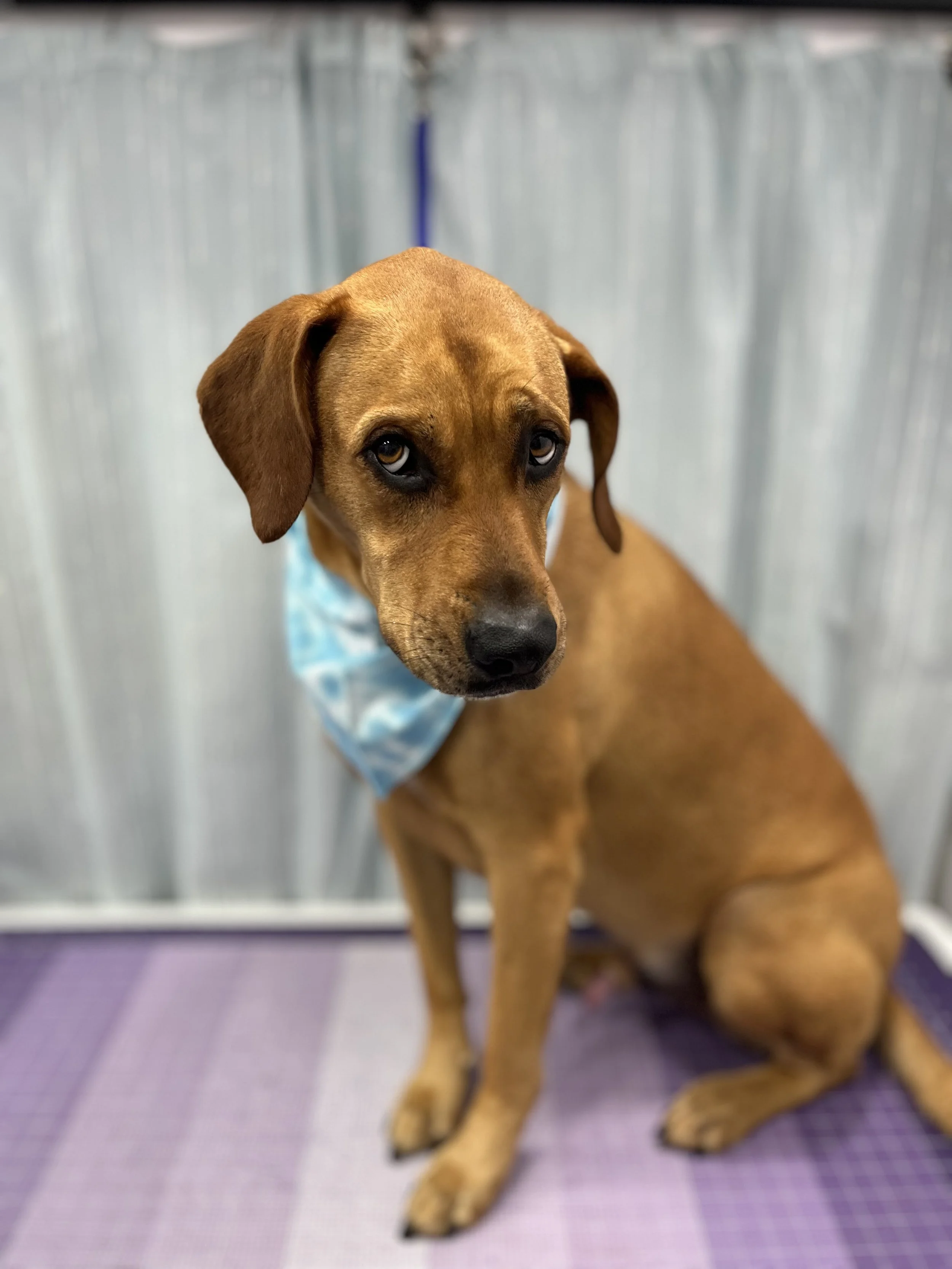 Suds and Pups Mobile Grooming Polaroid