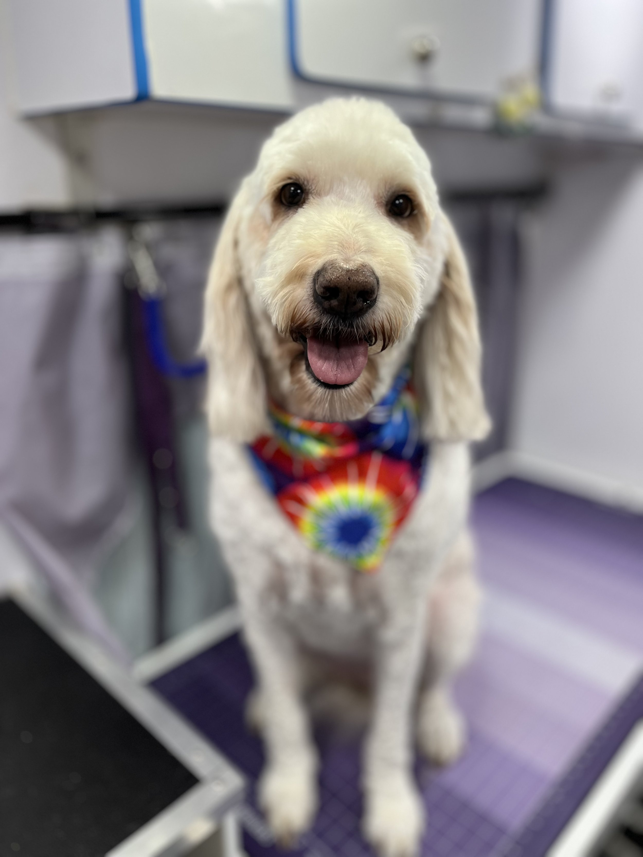 Suds and Pups Mobile Grooming Polaroid