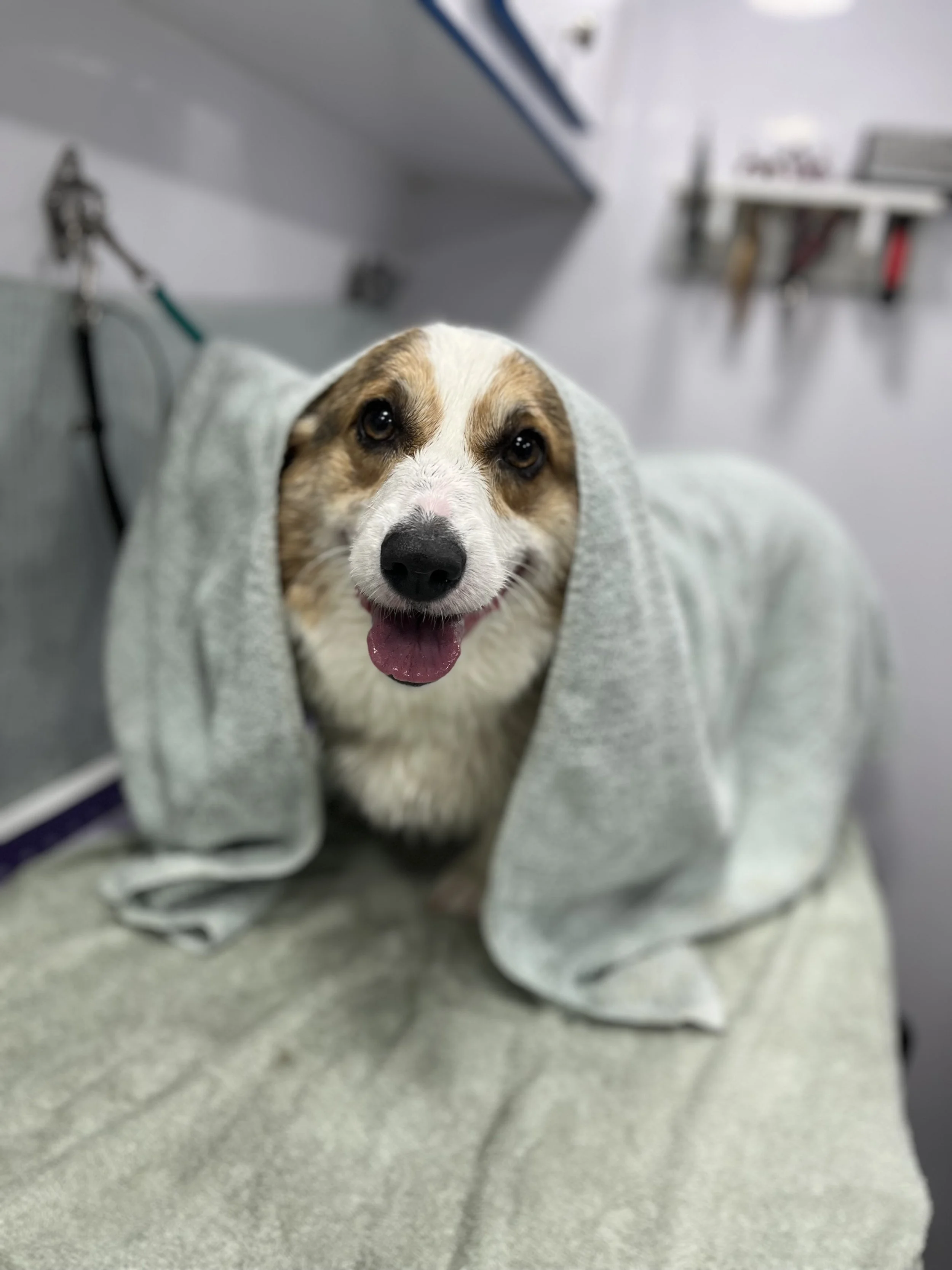 Suds and Pups Mobile Grooming Polaroid