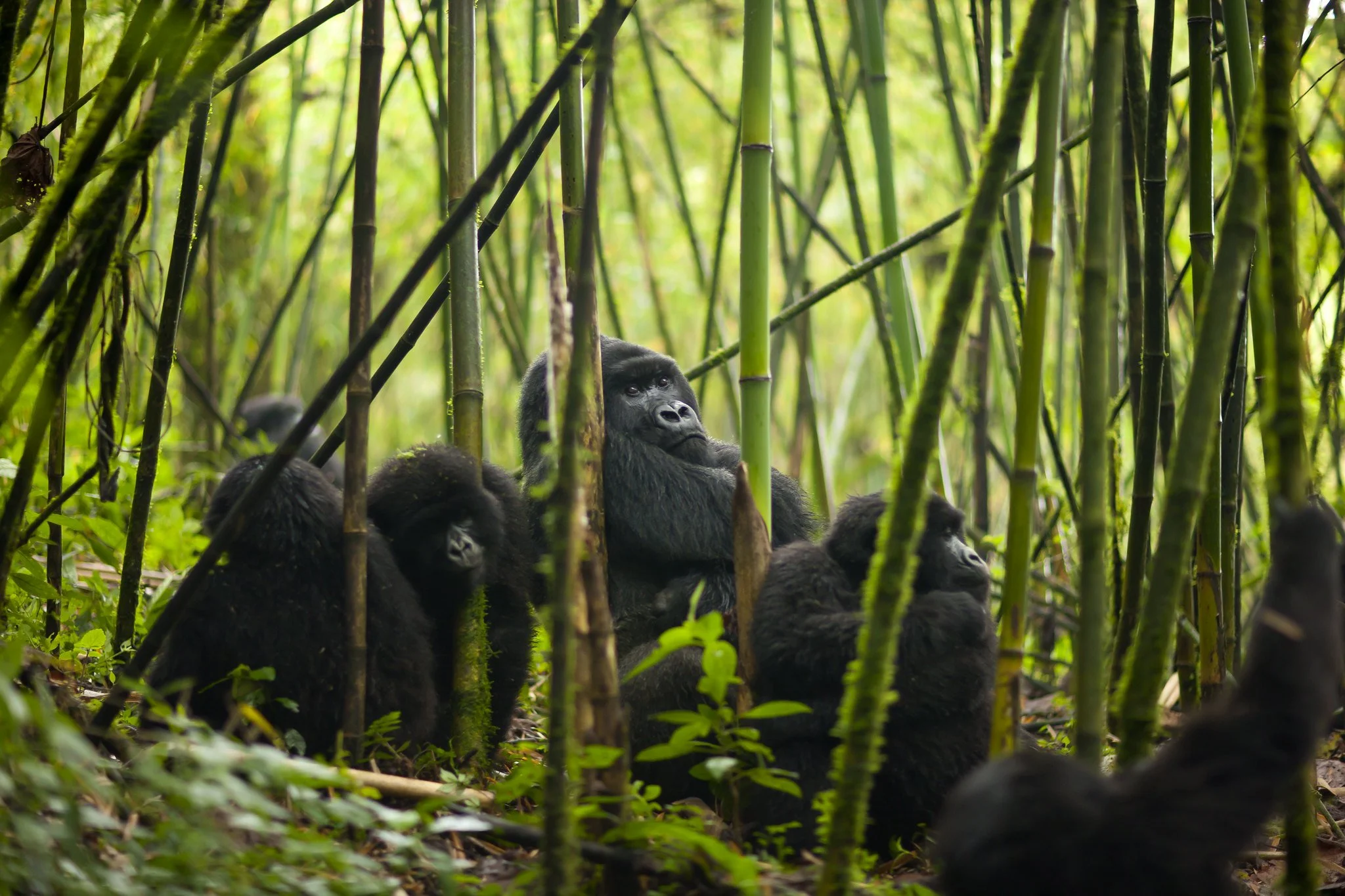 Why You Should Embark on a Gorilla Trekking Journey in Rwanda