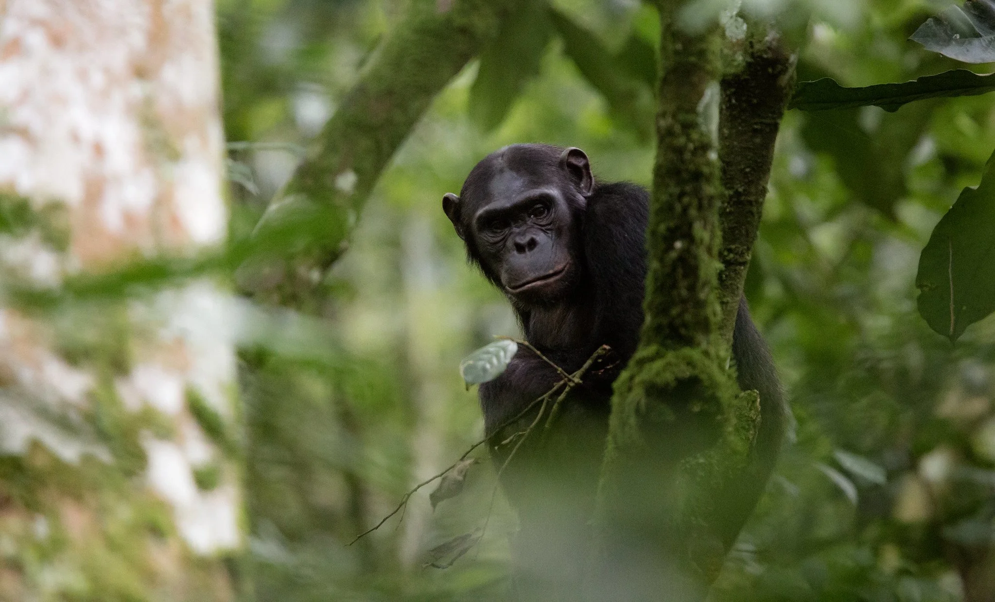 Chimpanzee Trekking in Nyungwe Forest