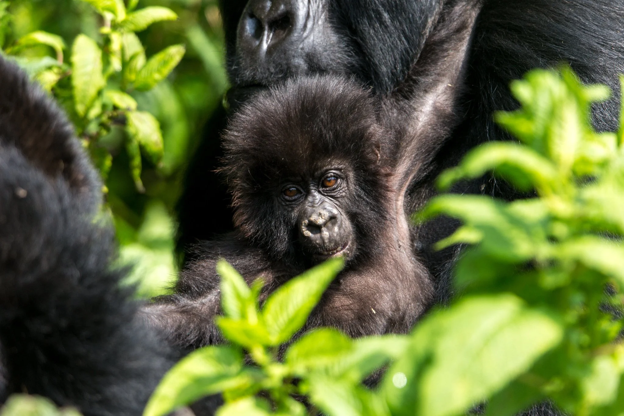 Baby Mountain Gorilla in Volcanoes National Park