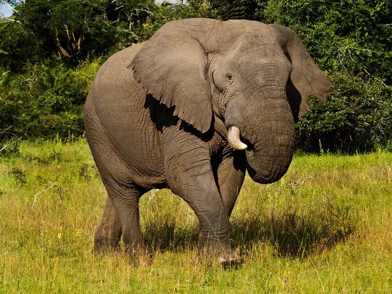 Big 5 in Akagera National Park