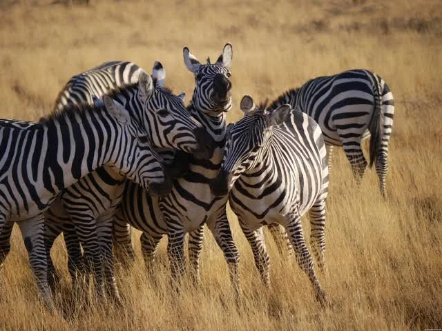 Aberdare Wildlife (16).jpg