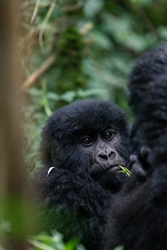 Mountain Gorillas in Rwanda