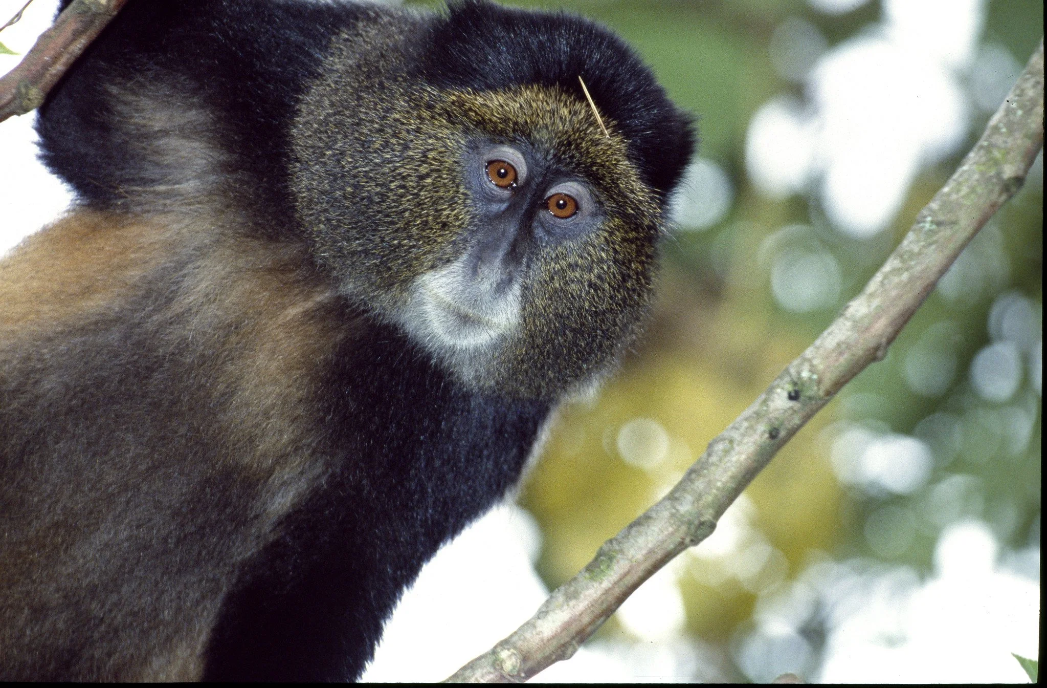 Golden Monkey Volcanoes