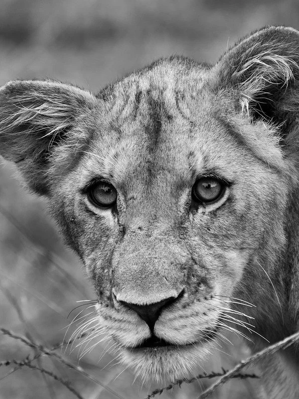 Big 5 in Akagera National Park