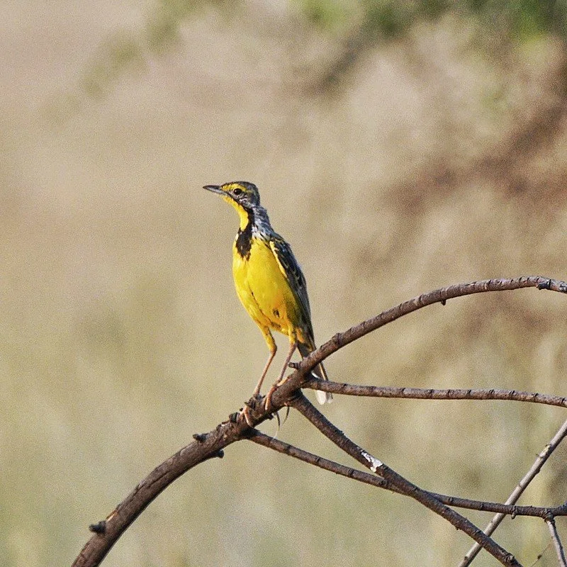 Birds of Rwanda