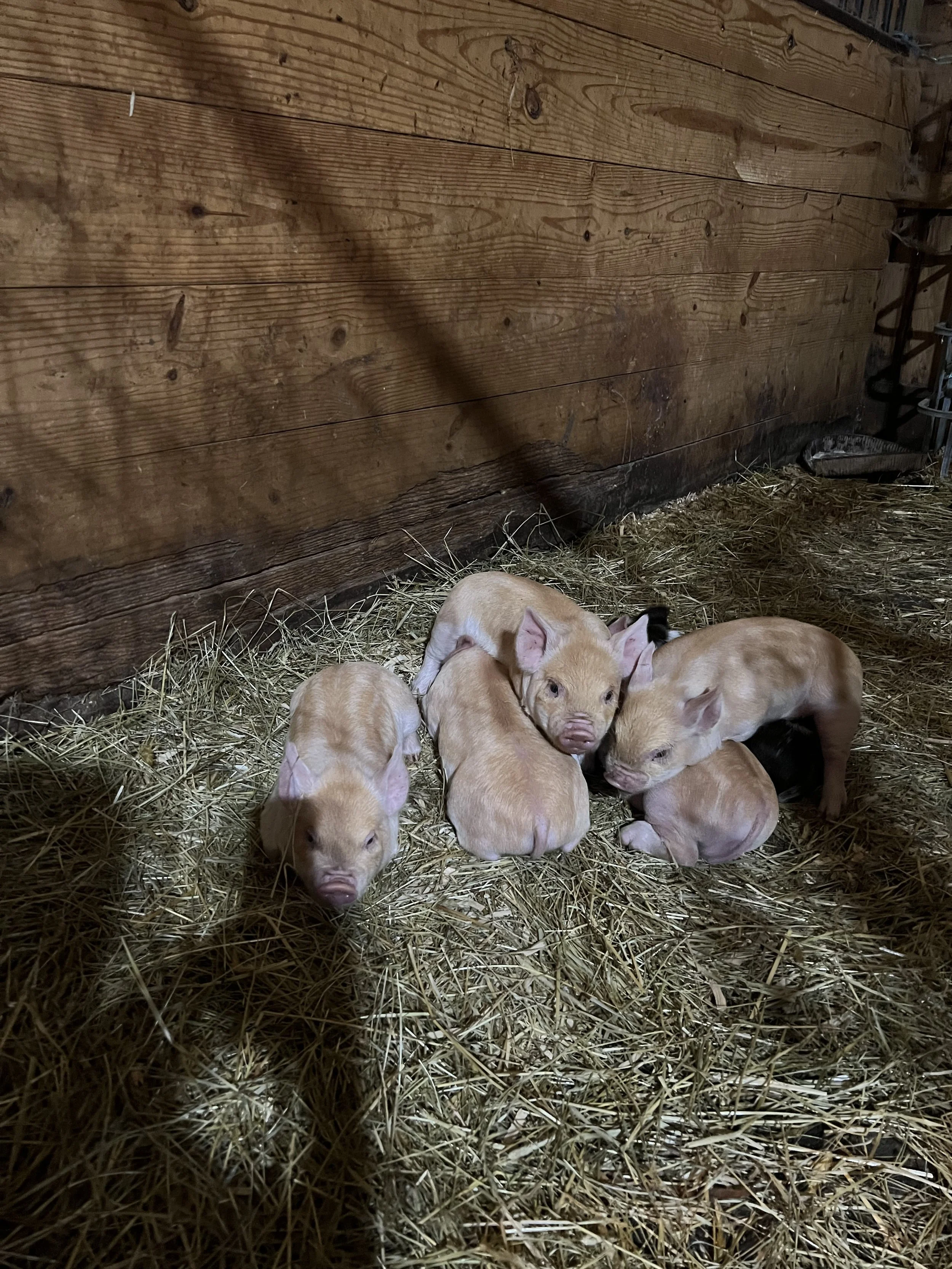 A group of piglets resting on hay inside a wooden barn stall.