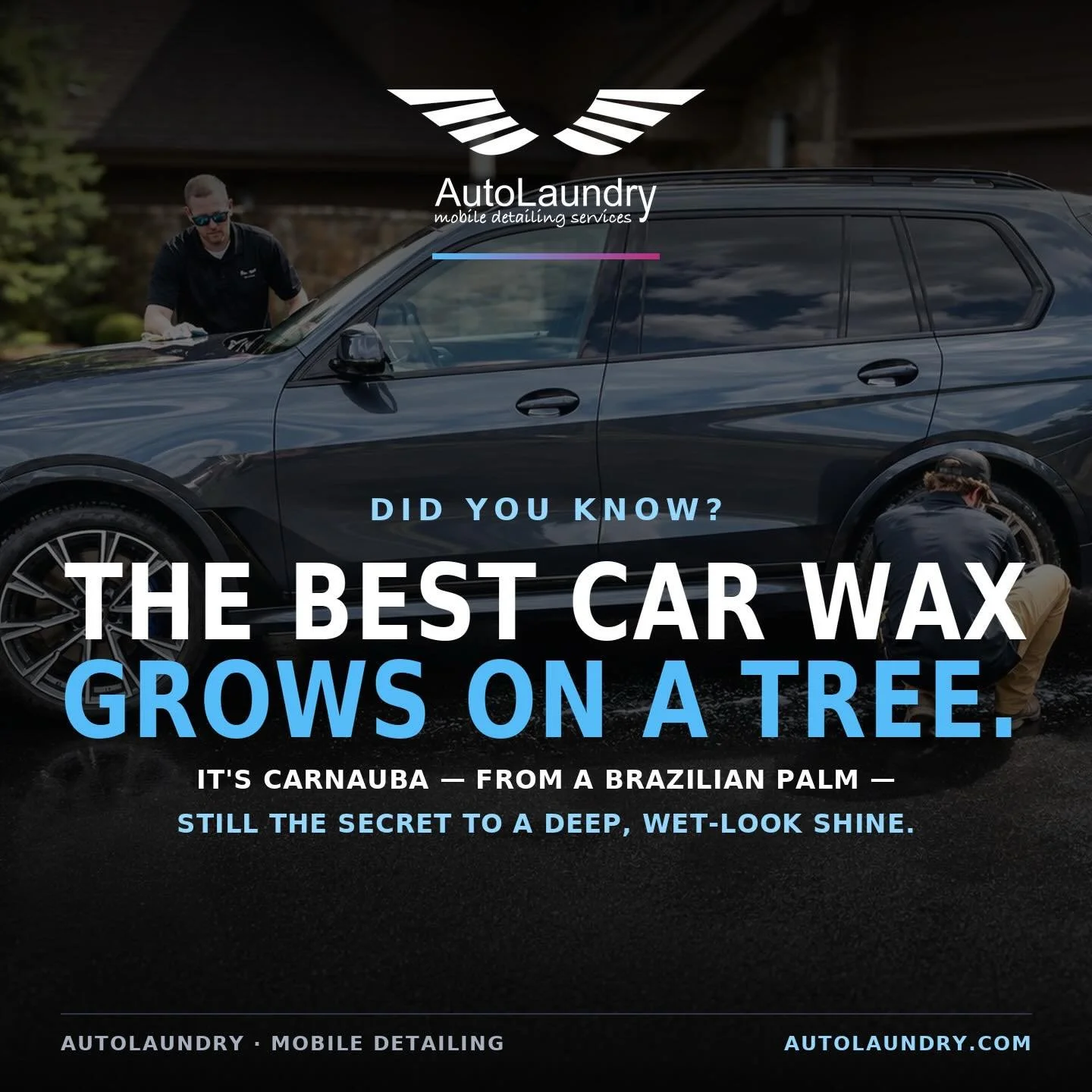 Plot twist: the shiniest car wax on Earth grows on a 🌴.

Meet carnauba &mdash; harvested from the leaves of a Brazilian palm and still the gold standard for that deep, wet-look gloss. Nature did that. We just bring it to your driveway.

Bookmark thi