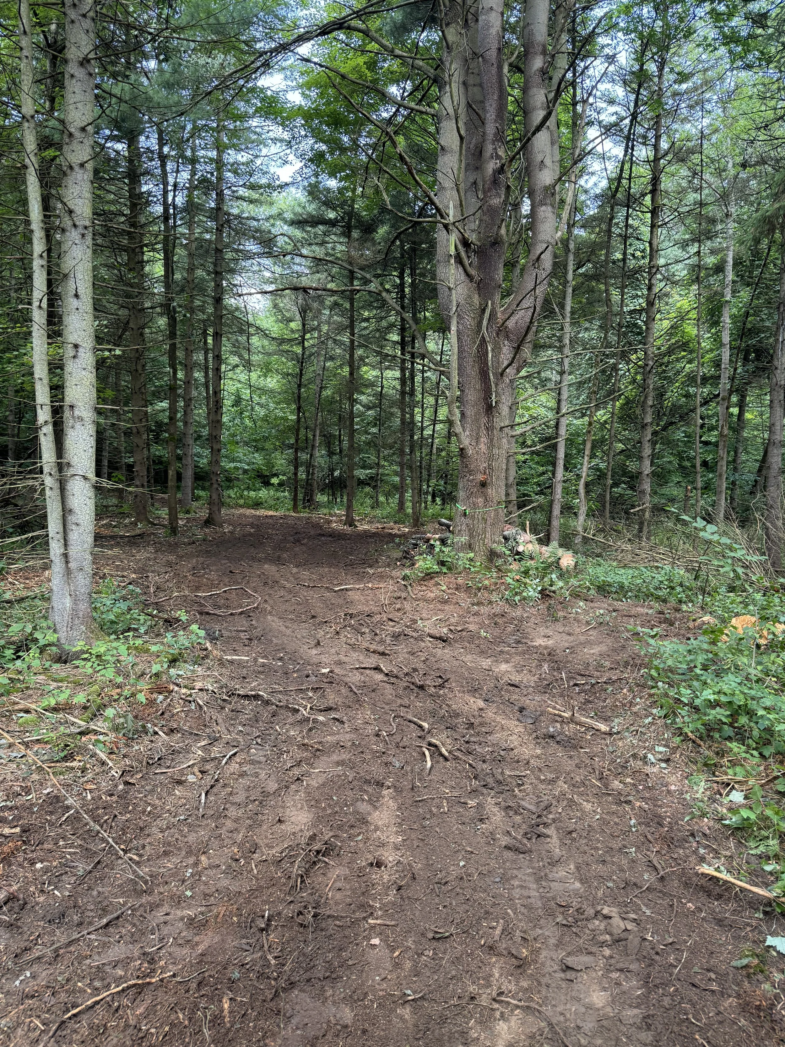 A dirt trail winding through a dense forest of tall trees with green leaves and foliage.