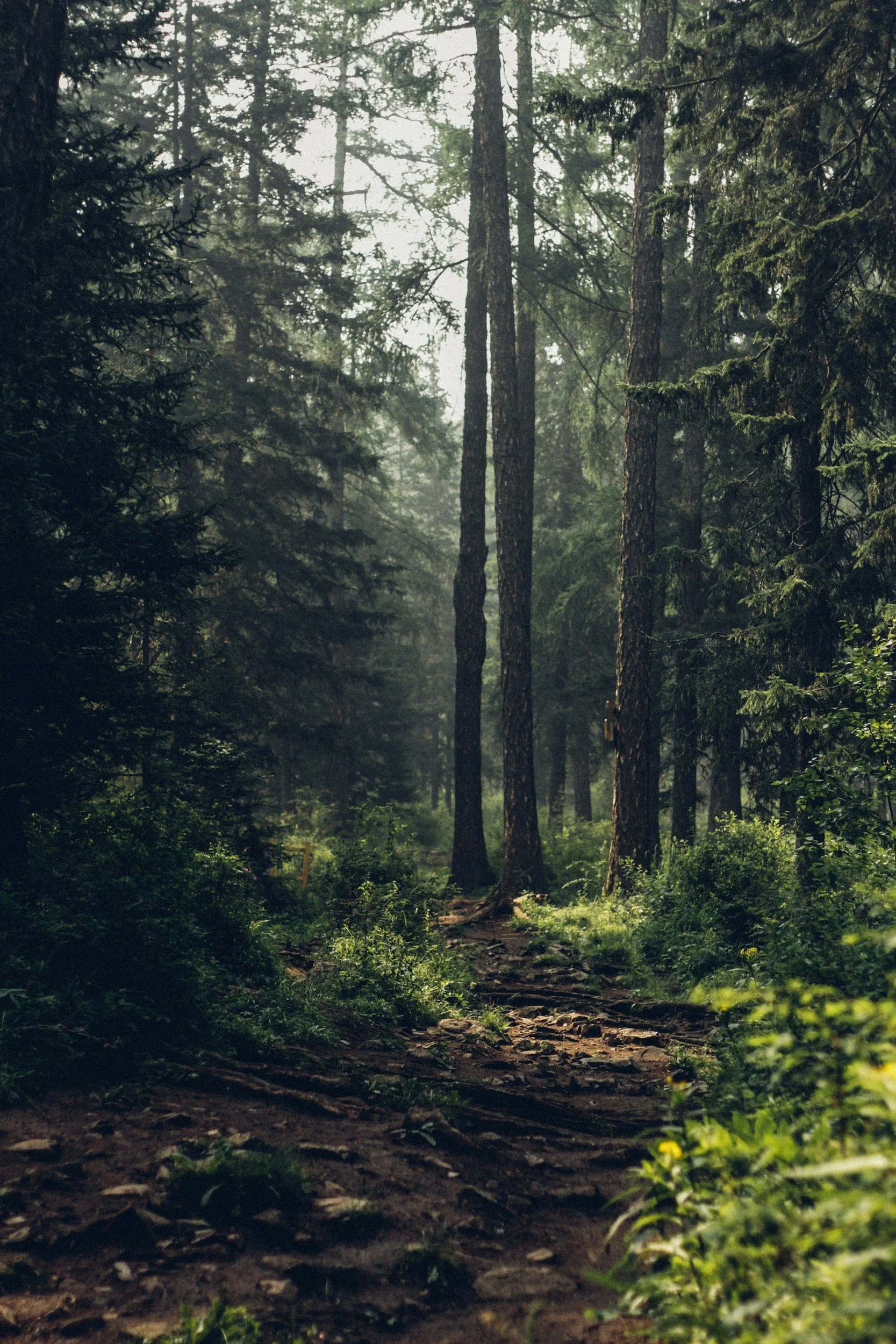 A dirt path winds through a dense, green forest with tall trees and lush foliage.