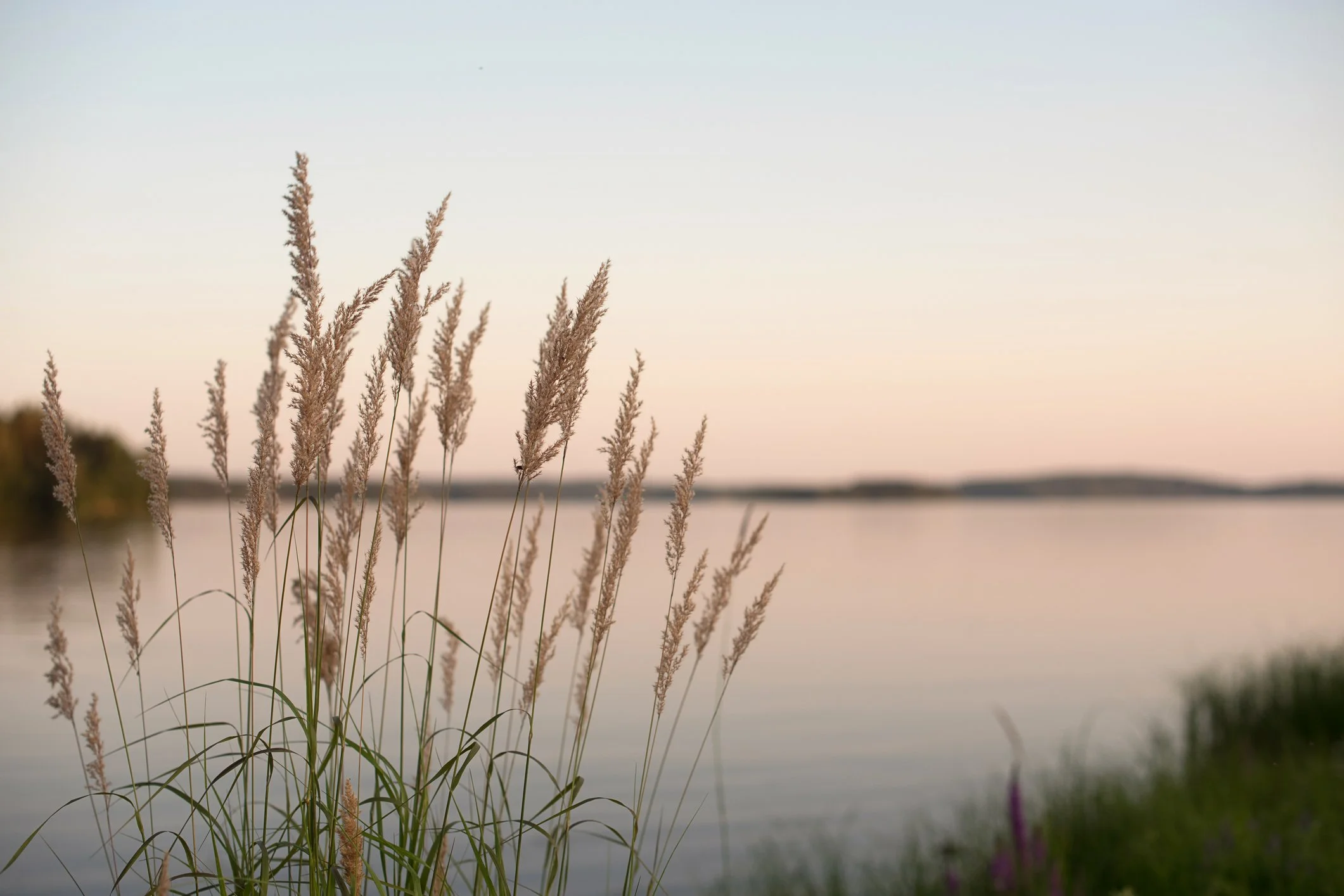 Tall dry grasses near a body of water with a soft sunset or sunrise sky in the background.