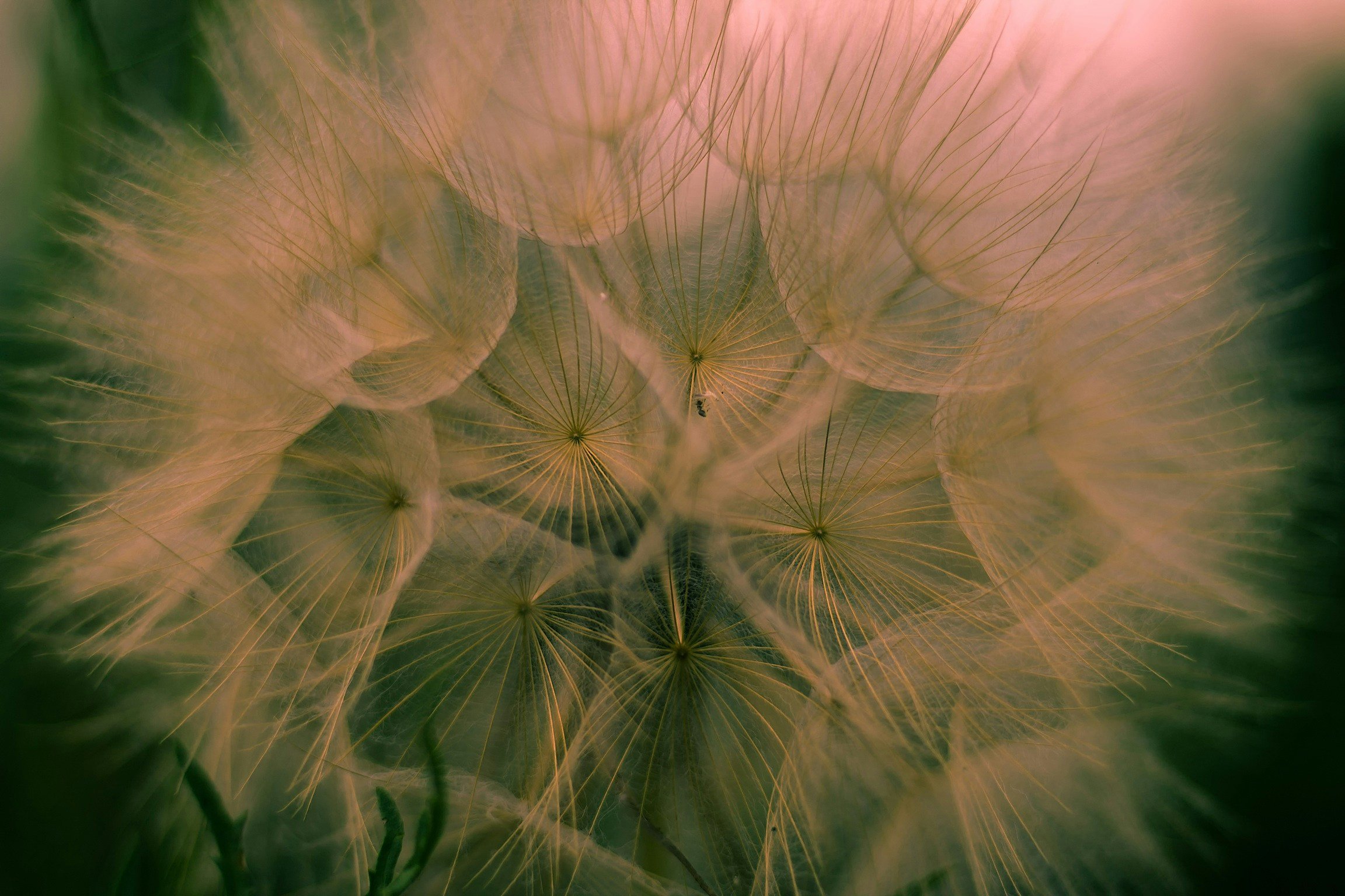 Close-up of dandelion seed heads, showing delicate, translucent seeds with radiating patterns, with green, blurred background.