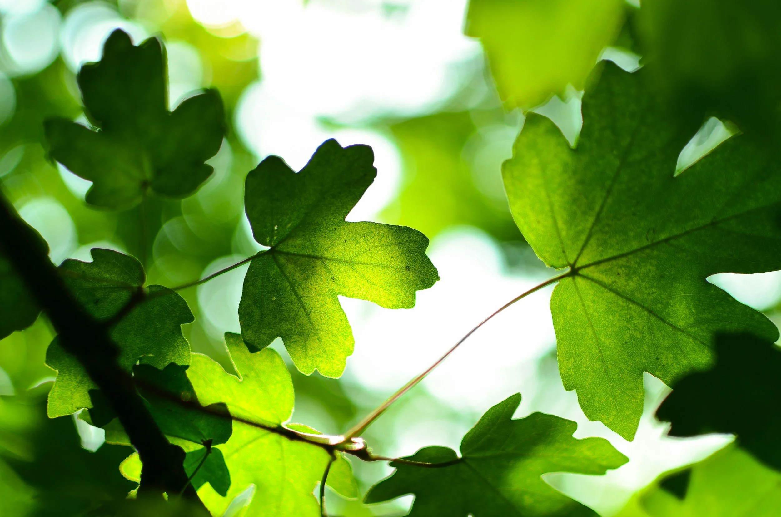 Close-up of green leaves with sunlight shining through, creating a bright and vibrant background.