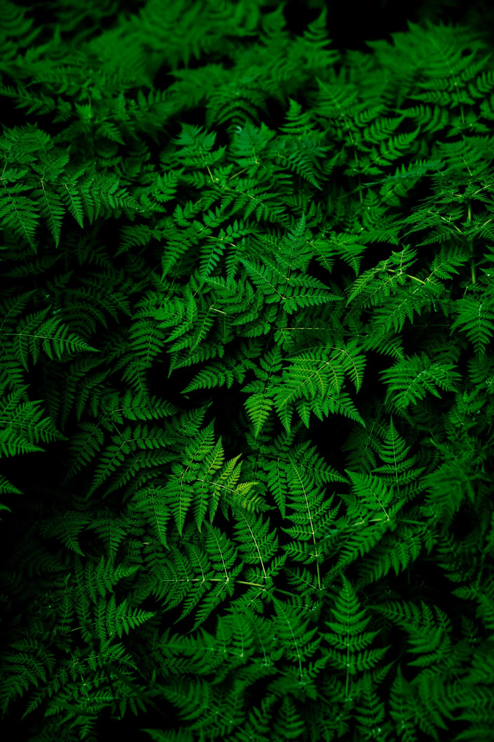Dense green fern leaves with intricate fronds overlapping each other in a forest setting.