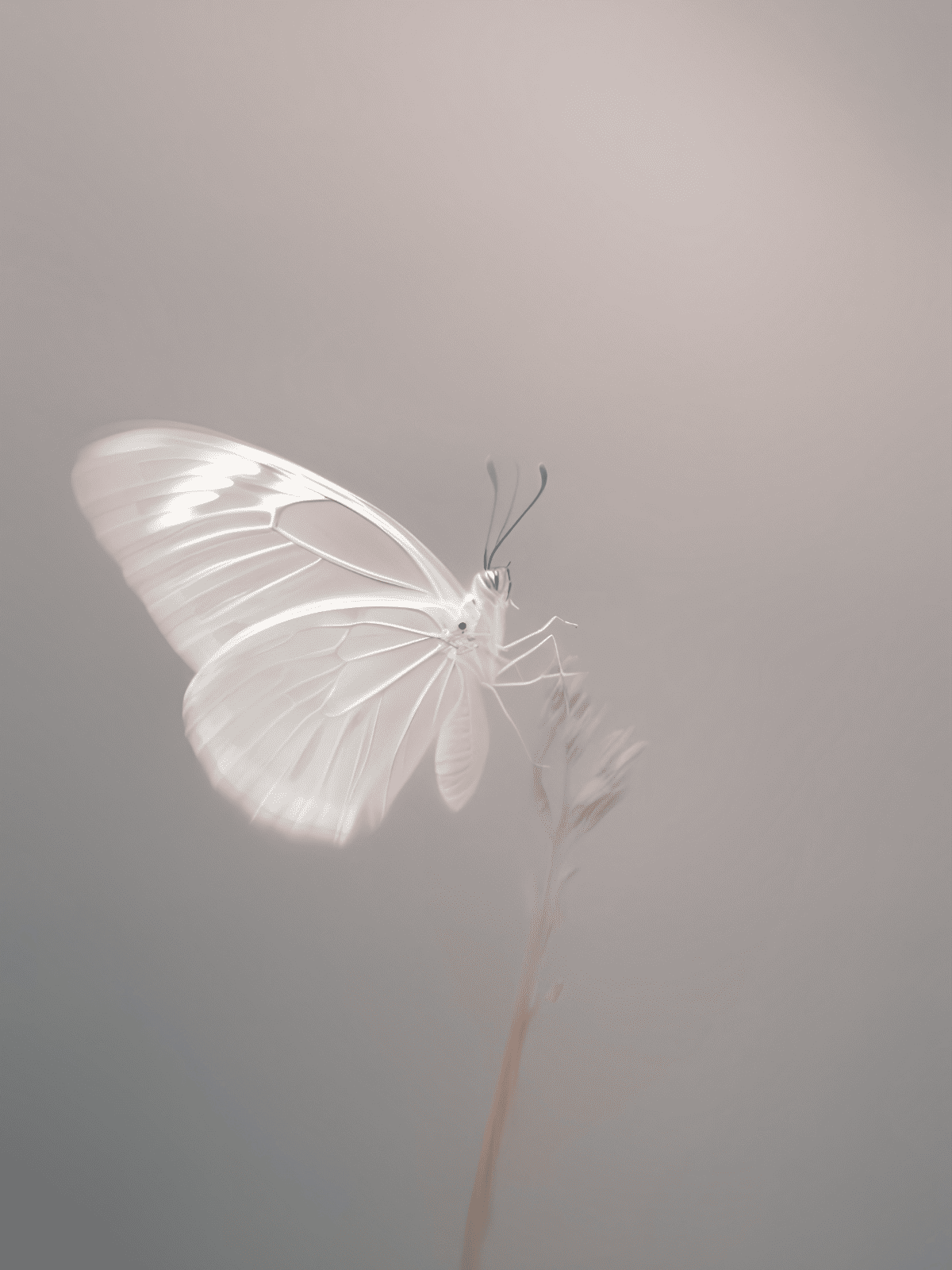 A close-up of a white butterfly perched on a delicate, light-colored plant stem against a soft, neutral background.