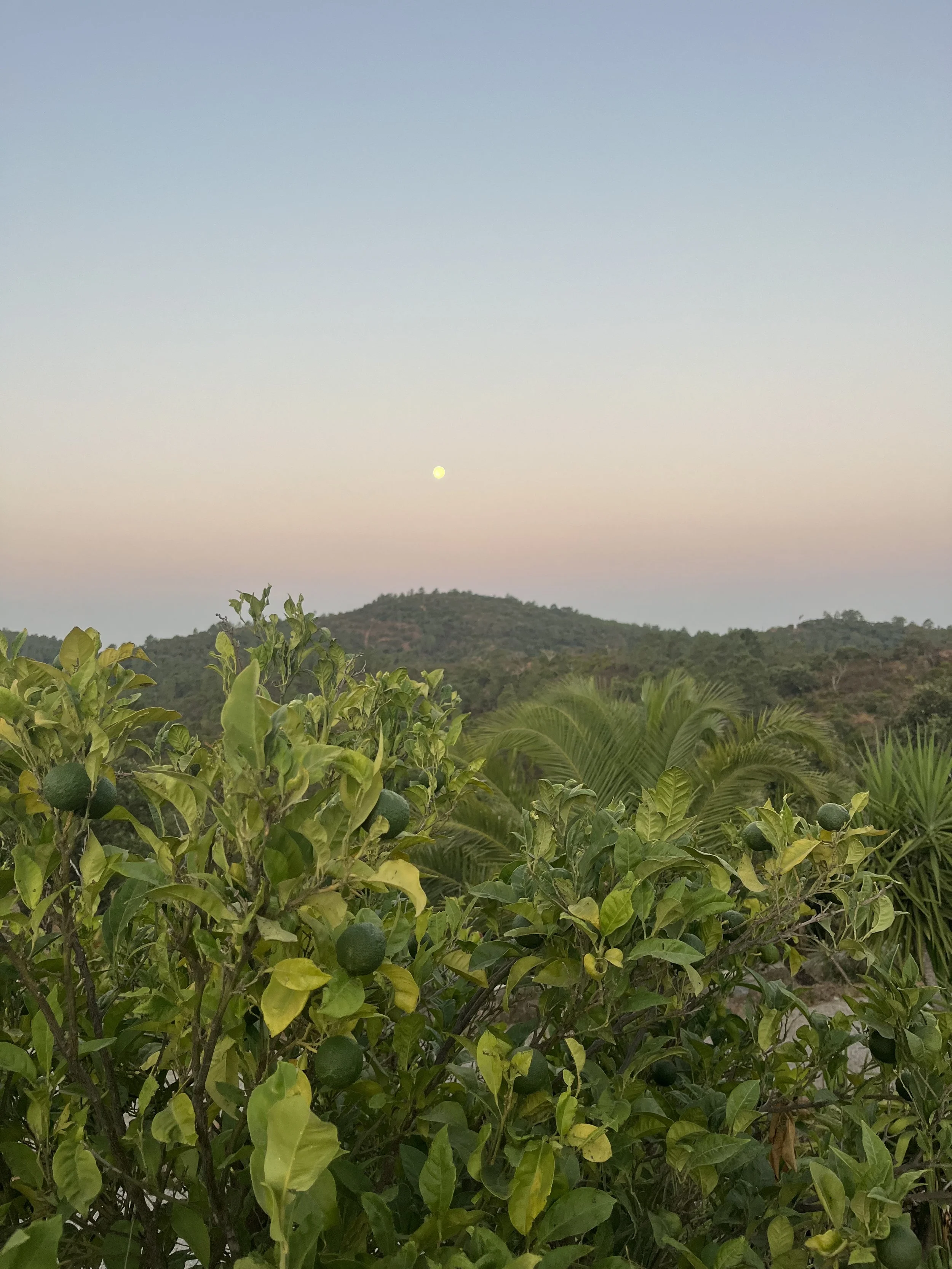 Lemon trees in a garden with green lemons and lush green leaves, hills in the distance, and a soft pastel sunset sky with the moon visible, on a yoga retreat in Portugal.