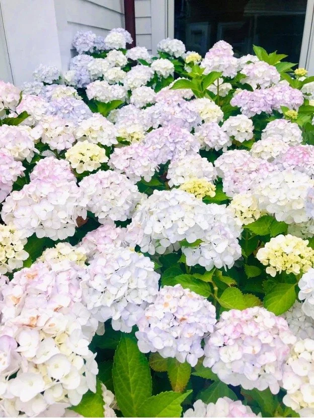 Hydrangea Dallas Ultimate Hydrangea Guide Recap — Carmen Johnston Gardens