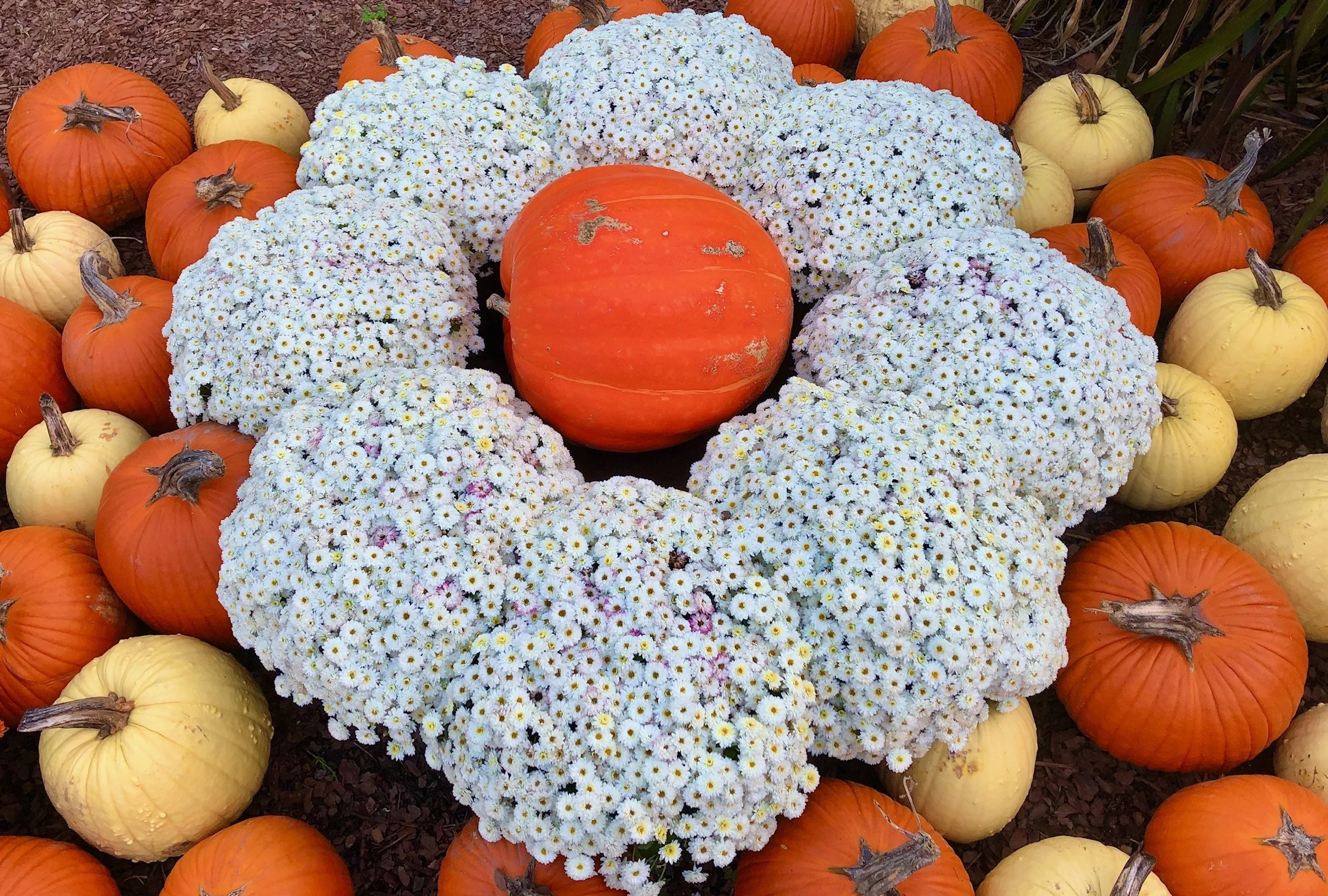 Caring For Your Fall Mums — Carmen Johnston Gardens