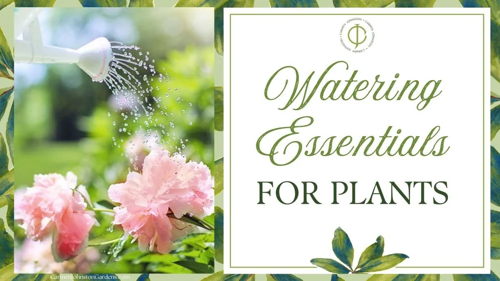 Should I Water My Plants at Night?  Carmen Johnston Gardens