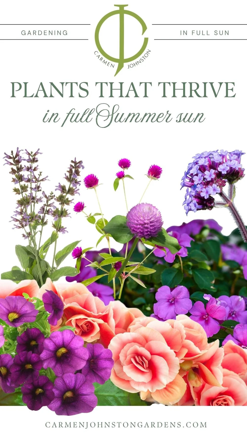 Summer Flower Bed Prep: Plants That Thrive in Full Sun  Carmen Johnston  Gardens