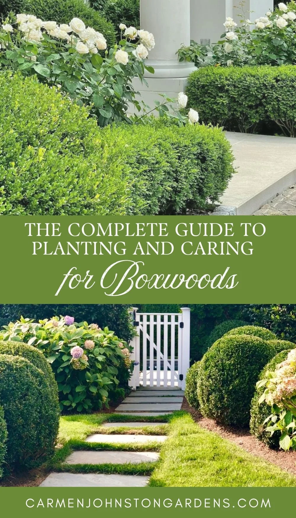 The Complete Guide to Planting and Caring for Boxwoods