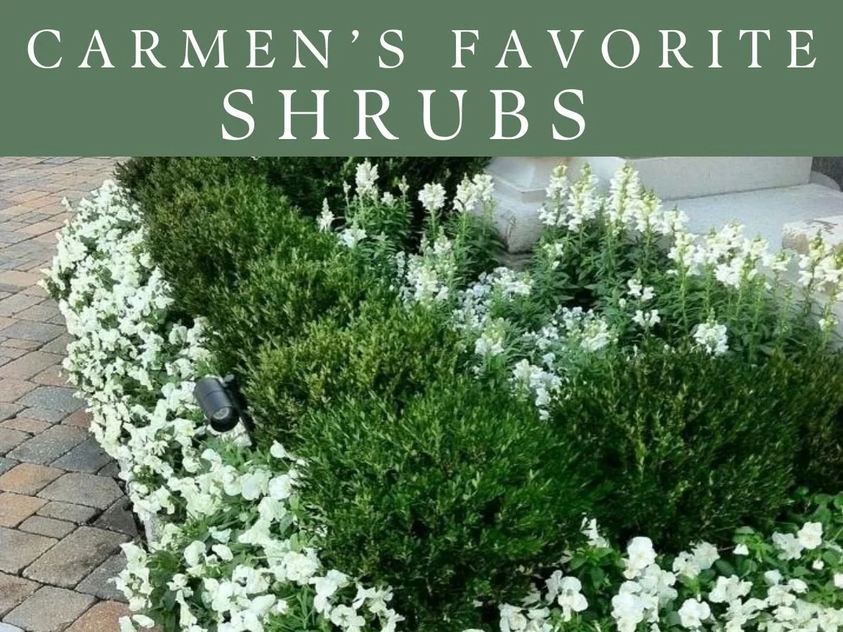 Carmen’s Planting Guide for Shrub Success