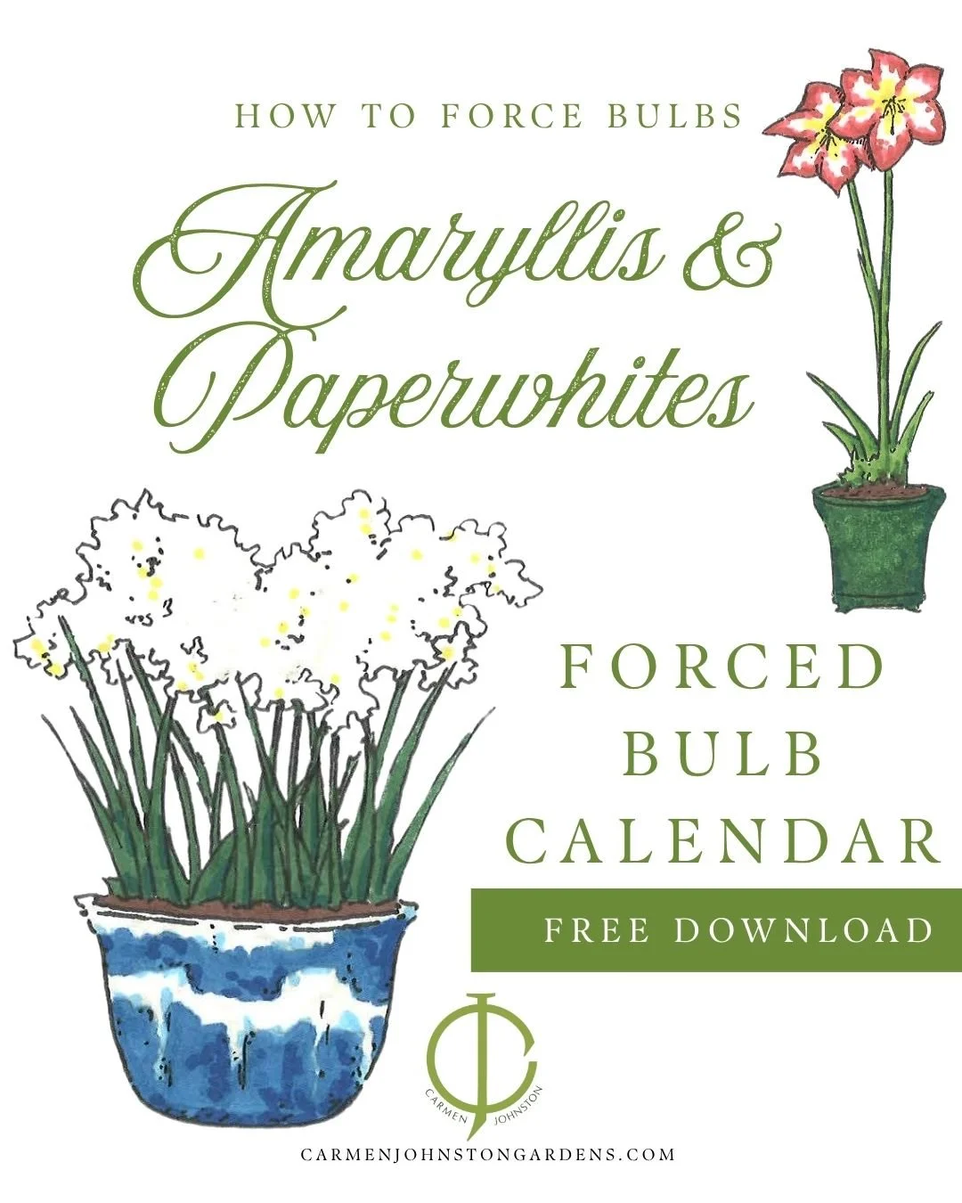 When & How to Force Amaryllis & Paperwhite Bulbs Indoors