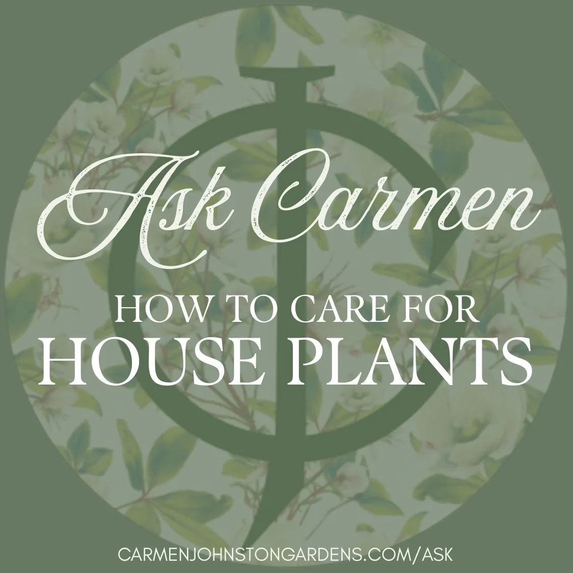 Indoor House Plant Care Q&amp;A