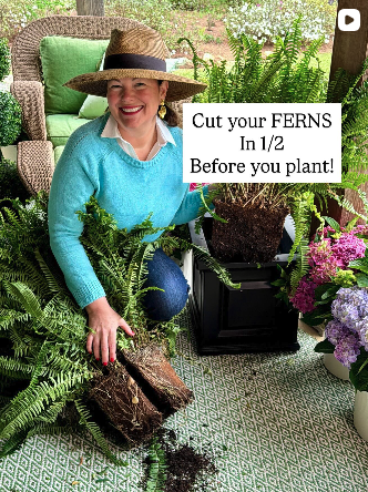 How to Divide Ferns the Right Way for Healthier, Fuller Plants