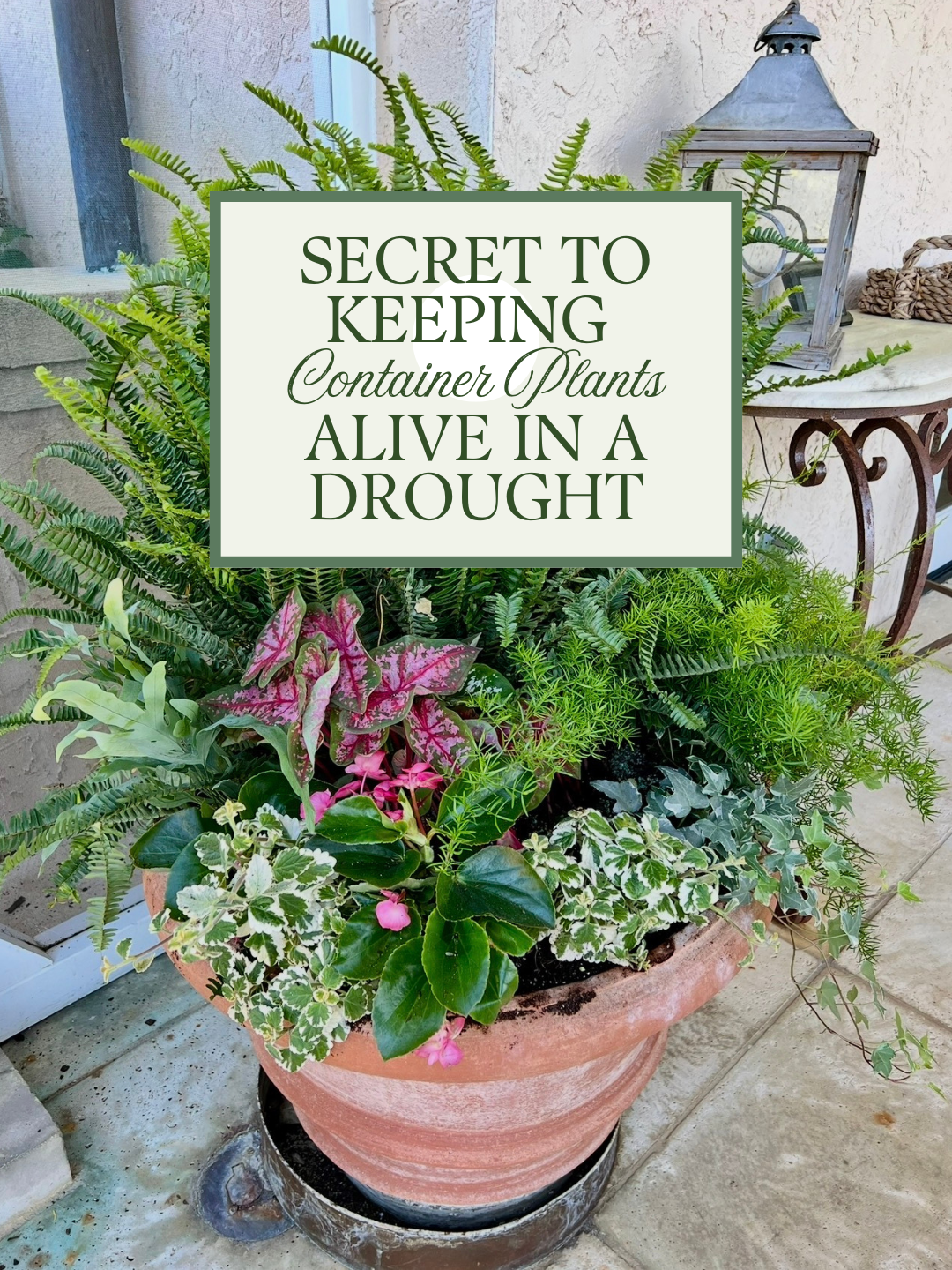  Secret to Keeping Container Plants Alive in a Drought