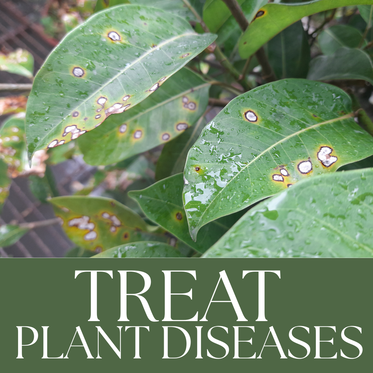 Plant Disease Toolkit: Protecting Your Garden Investment