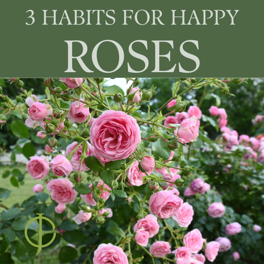 Three Habits for Happy Roses