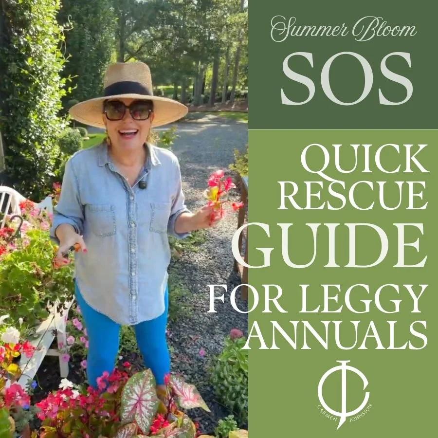 How to Cut Back Annuals for Better Blooms