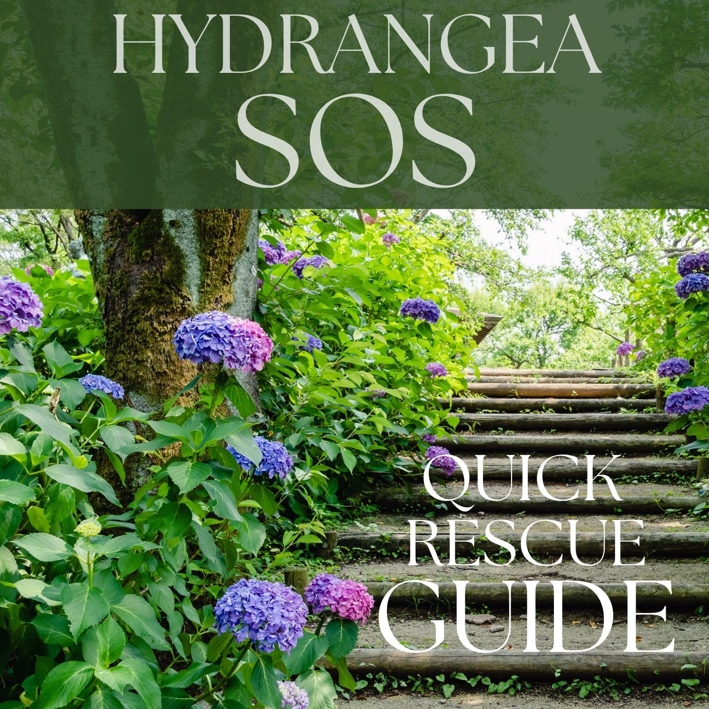 Hydrangea Rescue Guide